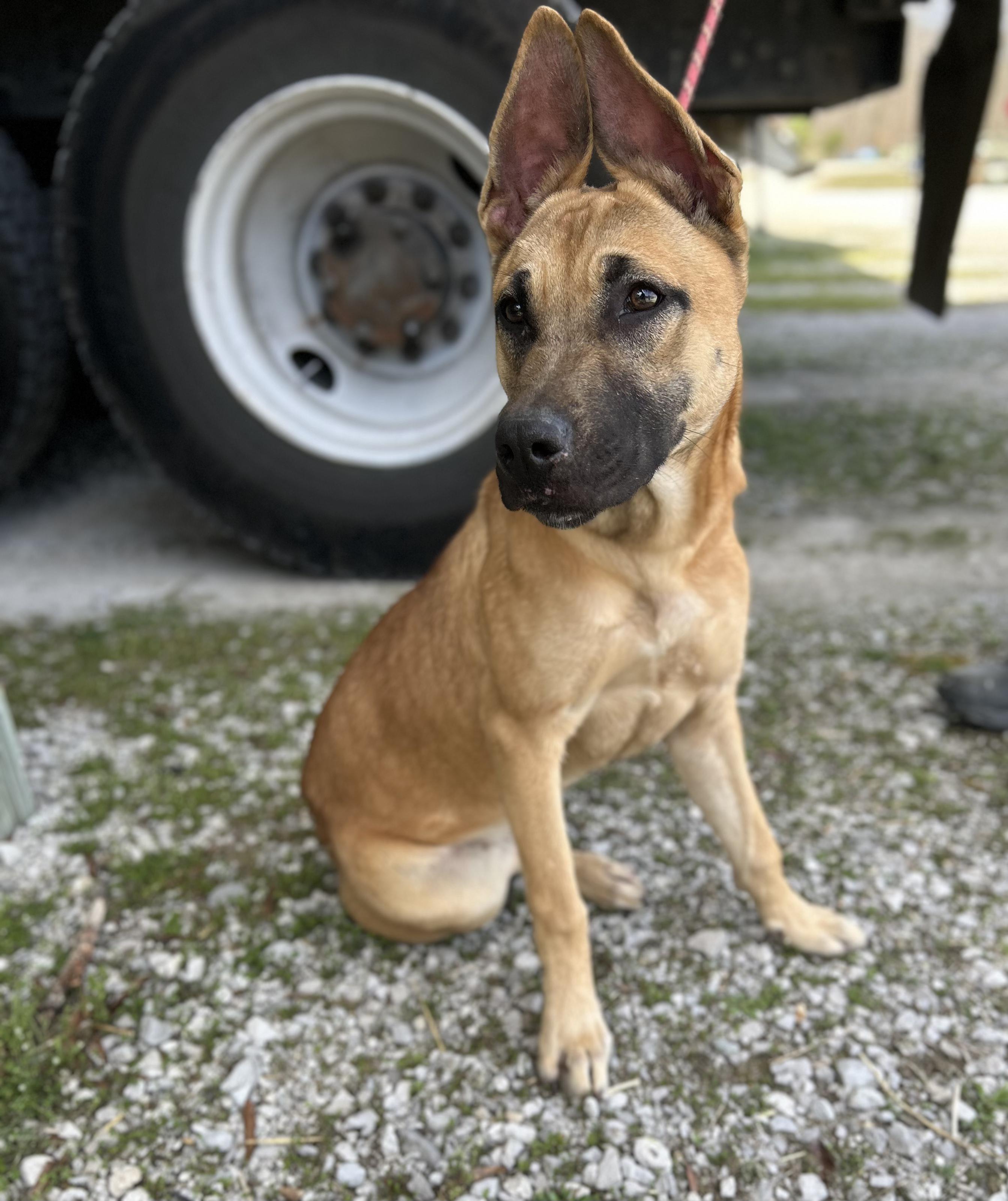 Enlarge Maple, an adopted mixed breed in Manchester, TN image 2/3