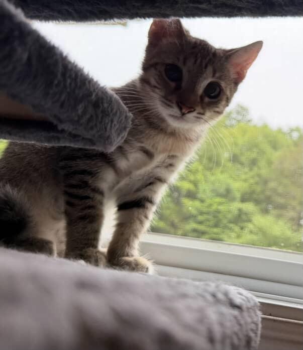 Enlarge Panini, a Adoptable Domestic Short Hair in Red Hook, NY image 4/4