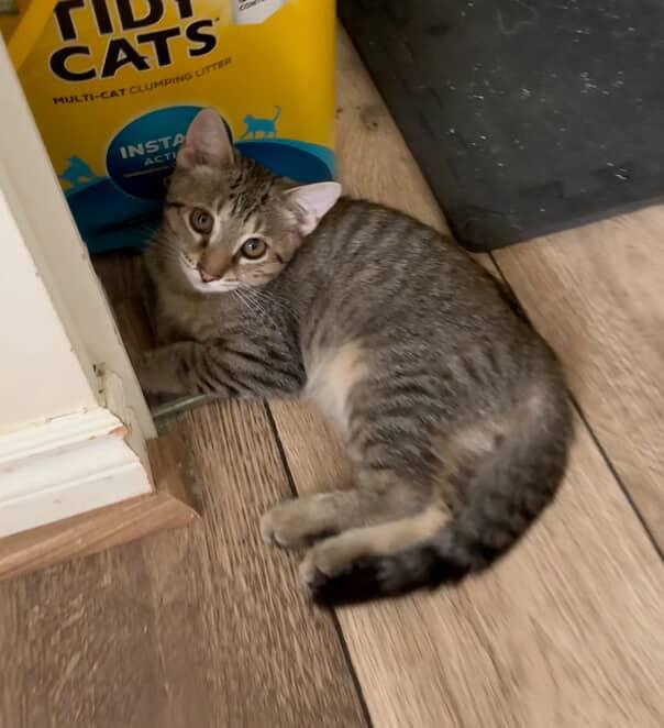 Enlarge Panini, a Adoptable Domestic Short Hair in Red Hook, NY image 1/4