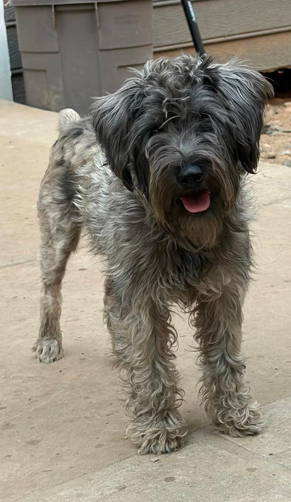 Pelos, Adoptable, Young Male Schnauzer.