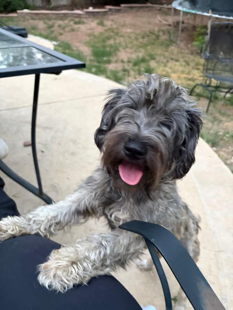 Enlarge Pelos, a Adoptable mixed breed in Parker, CO image 2/2