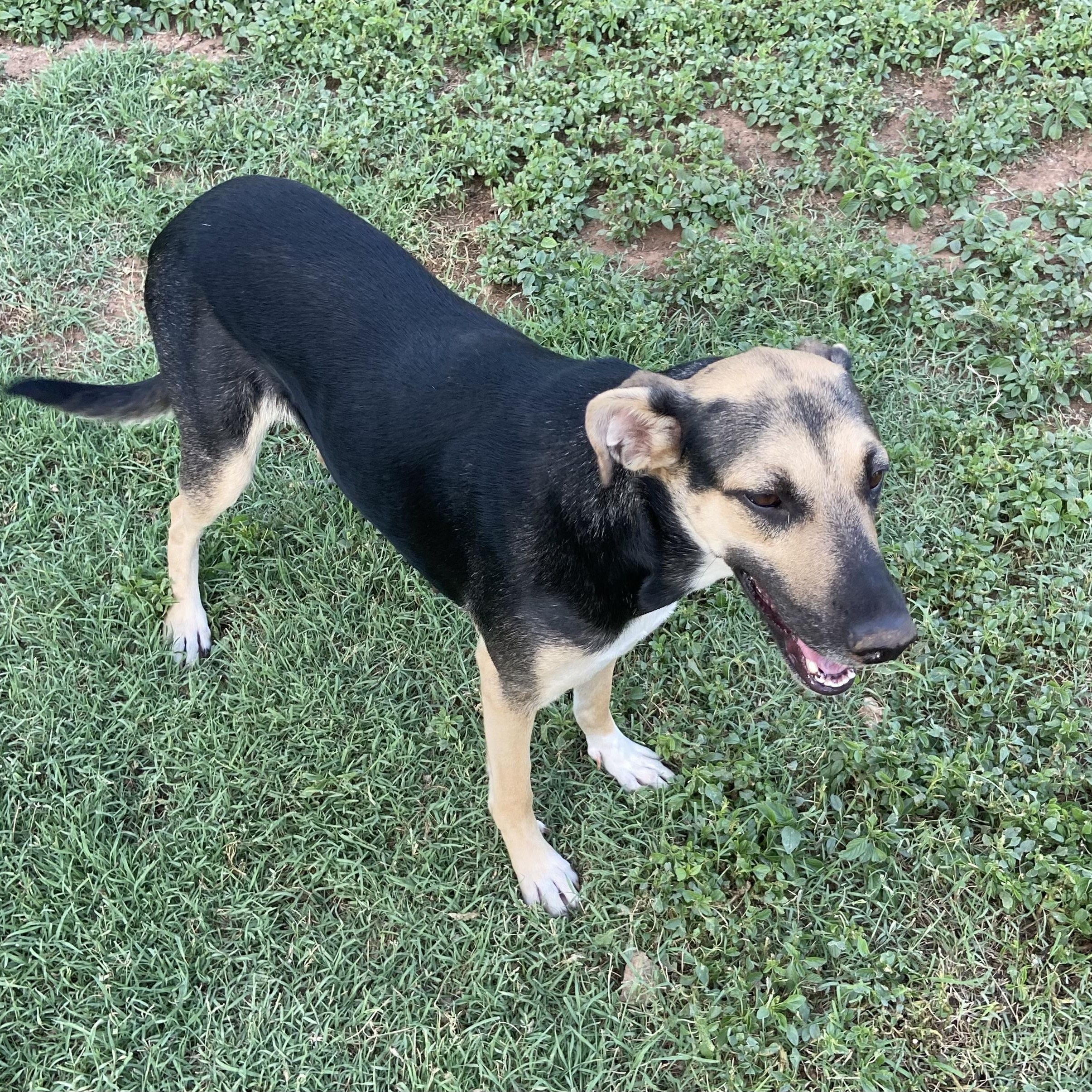 Enlarge Malia, a Adopted mixed breed in Wilmington, DE image 3/3