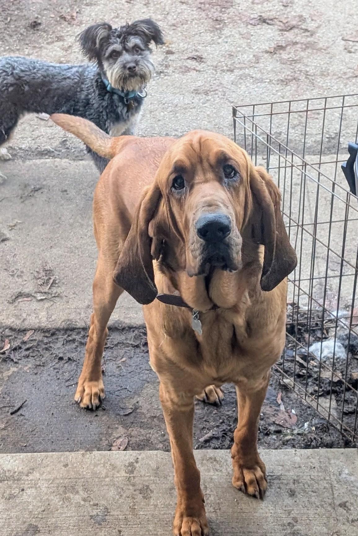 Enlarge Henry, a ADOPTABLE Bloodhound in COEUR D ALENE, ID image 2/3
