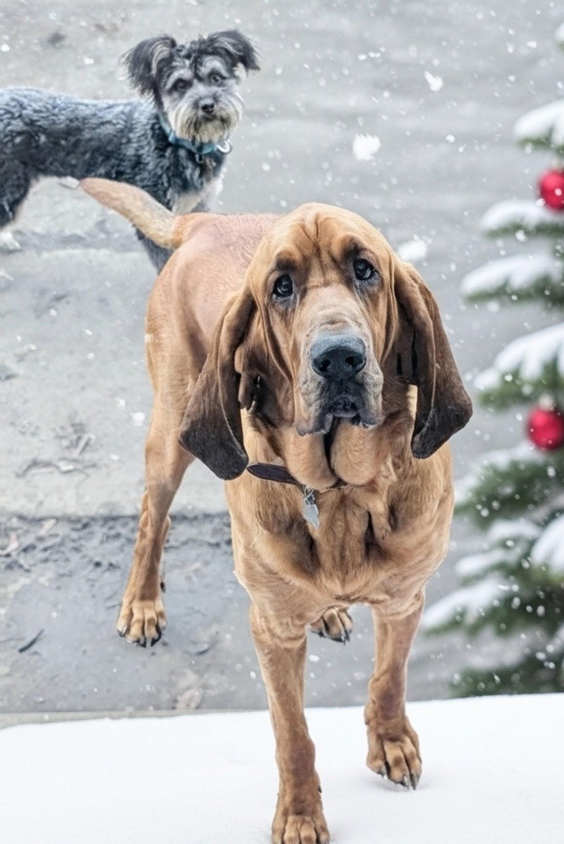 Henry, ADOPTABLE, Adult Male Bloodhound.