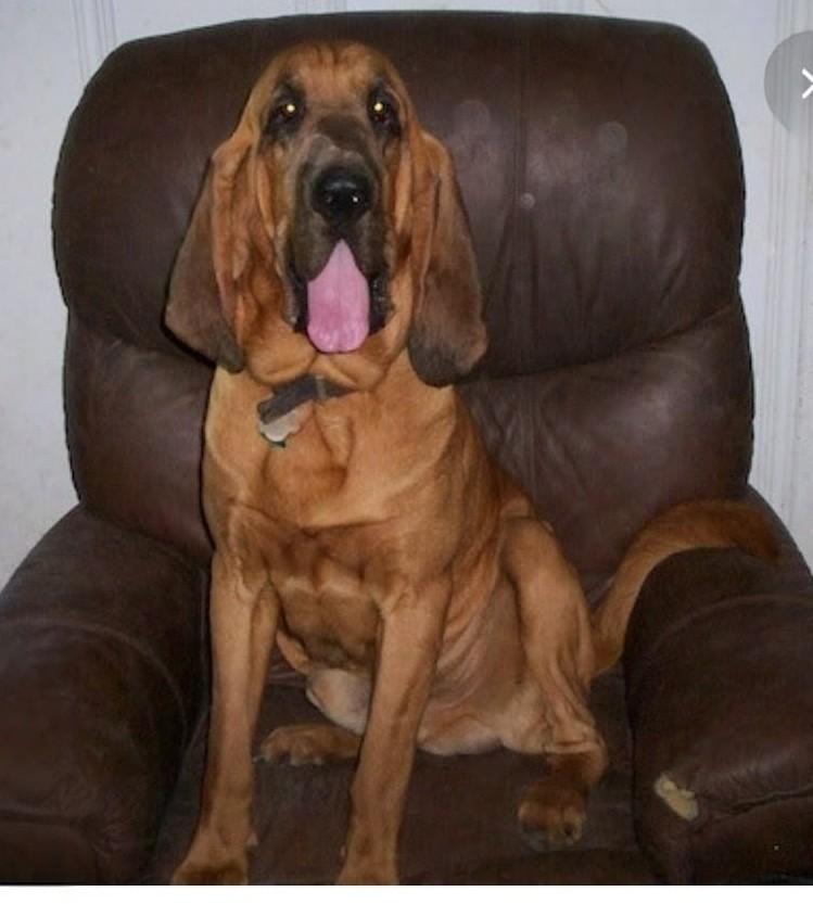 Enlarge Henry, a ADOPTABLE Bloodhound in COEUR D ALENE, ID image 4/4