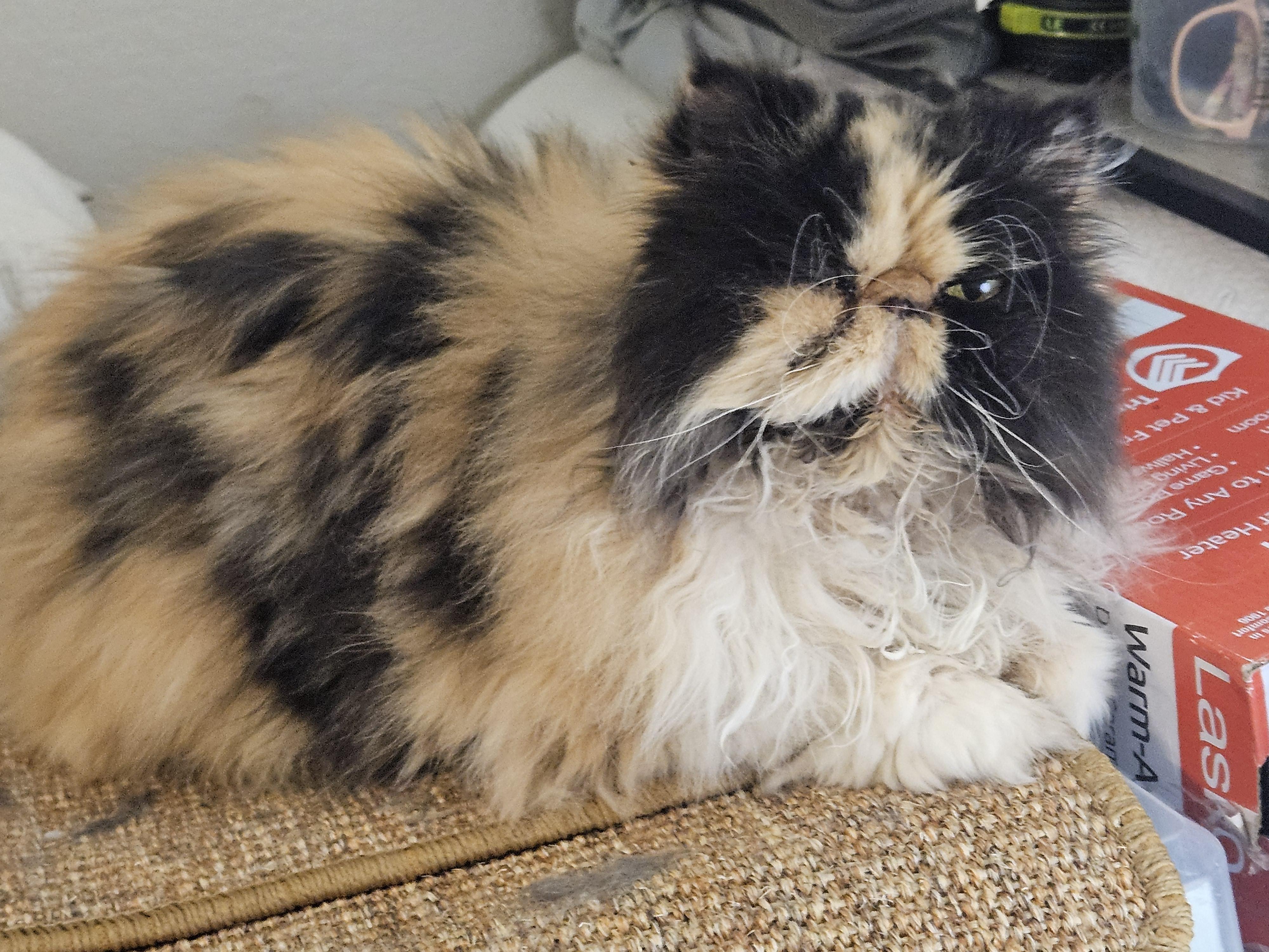 Lucy, ADOPTABLE, Senior Female Persian.