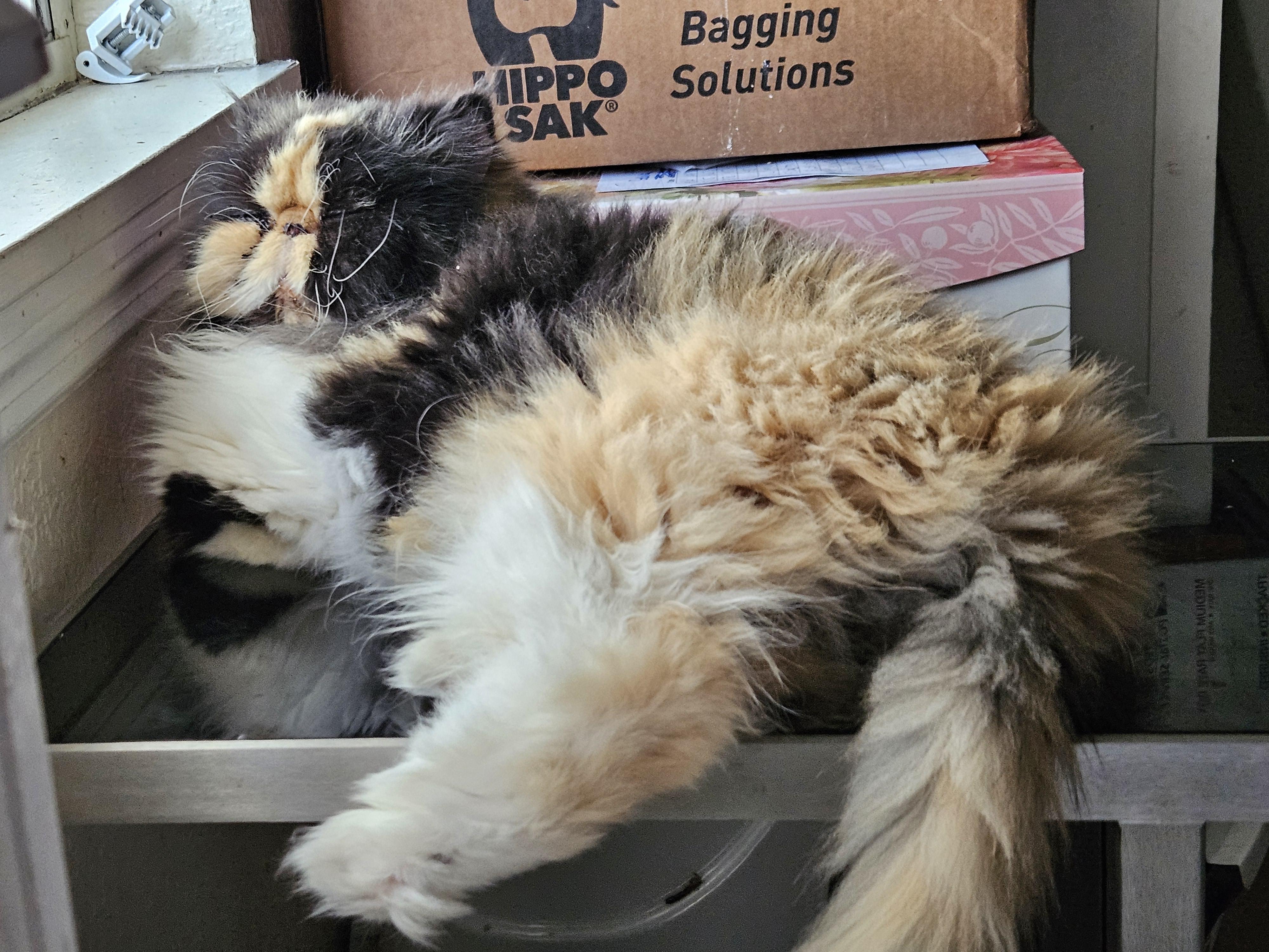 Enlarge Lucy, a ADOPTABLE Persian in Orlando, FL image 1/5