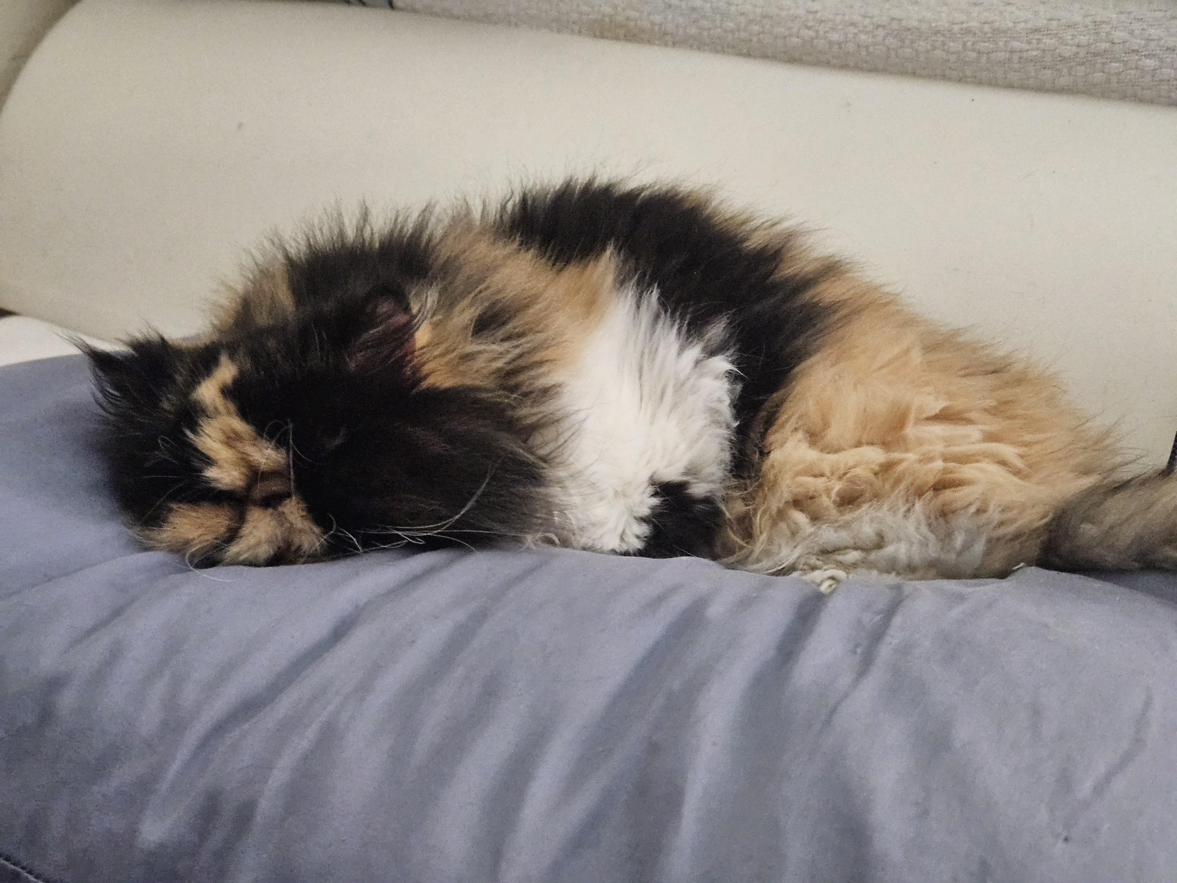 Enlarge Lucy, a ADOPTABLE Persian in Orlando, FL image 2/5