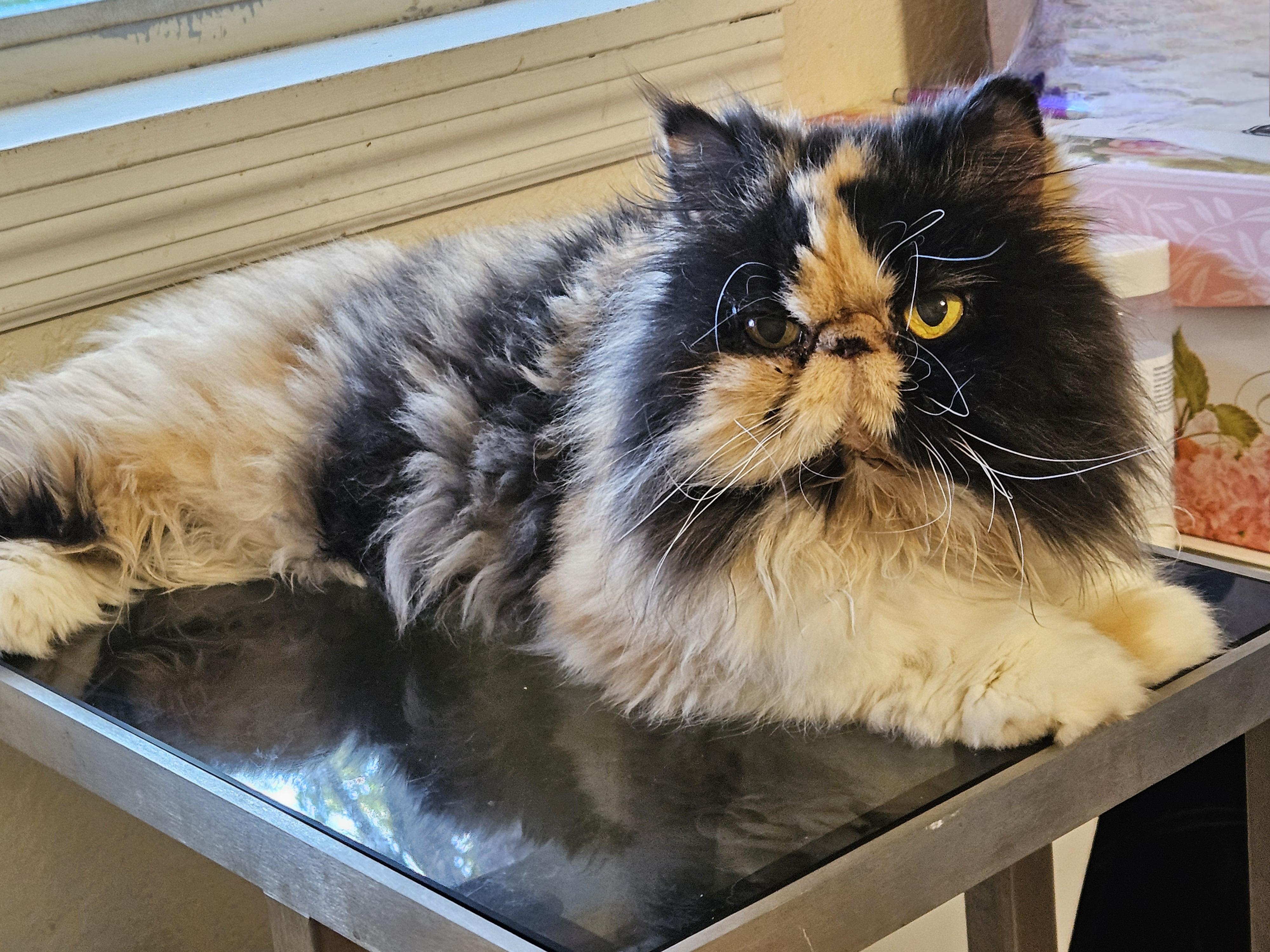 Enlarge Lucy, a ADOPTABLE Persian in Orlando, FL image 3/5