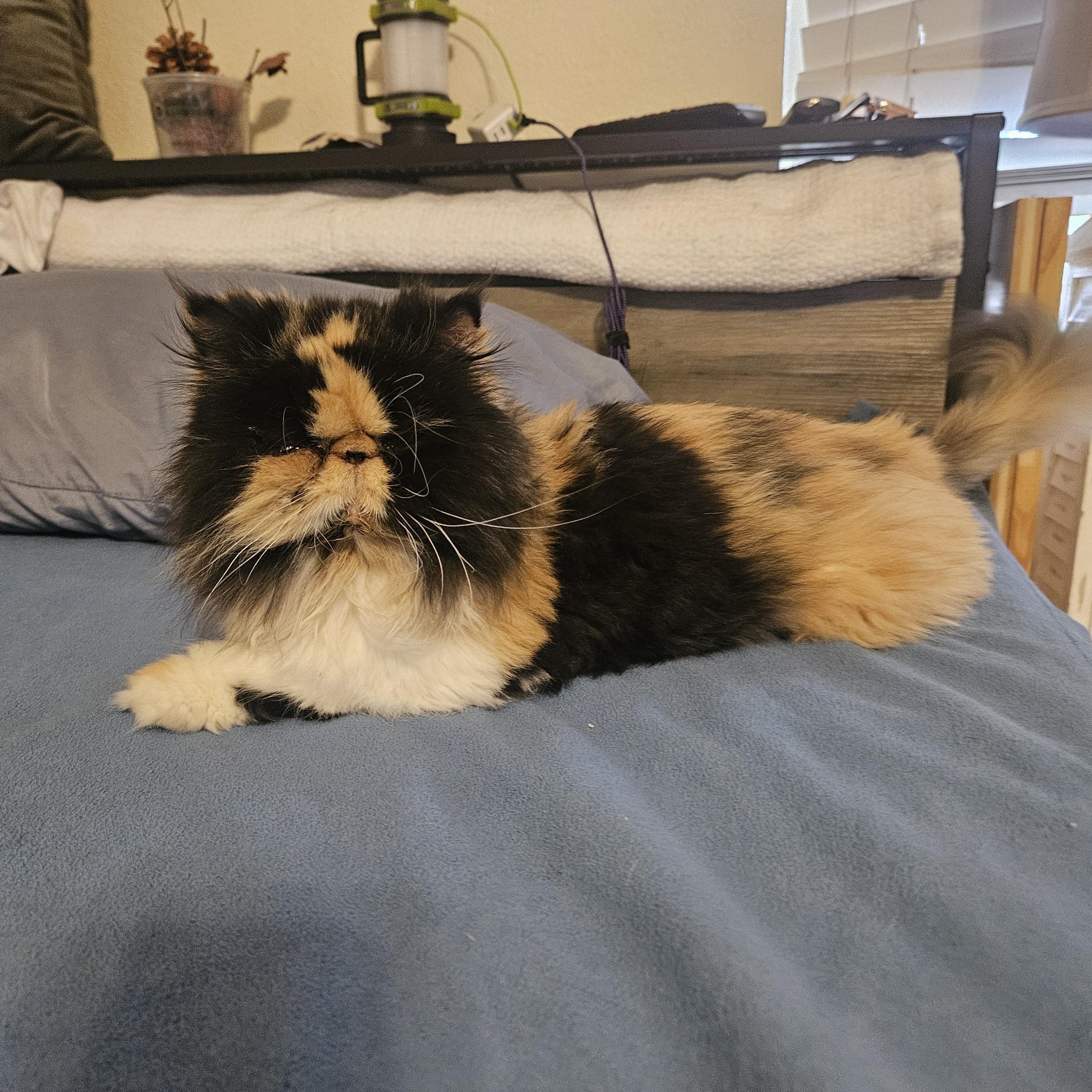 Enlarge Lucy, a ADOPTABLE Persian in Orlando, FL image 4/5