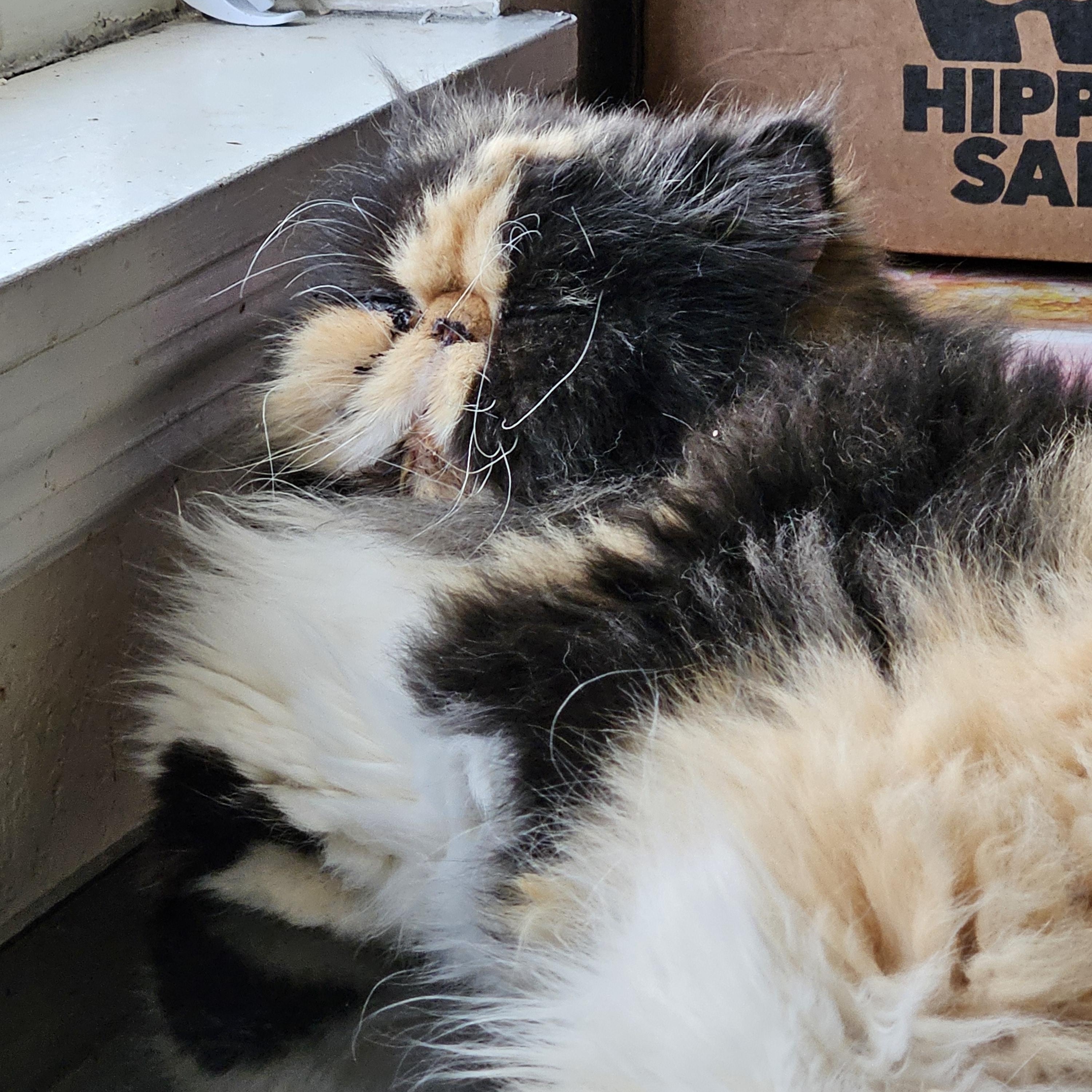 Enlarge Lucy, a ADOPTABLE Persian in Orlando, FL image 5/5