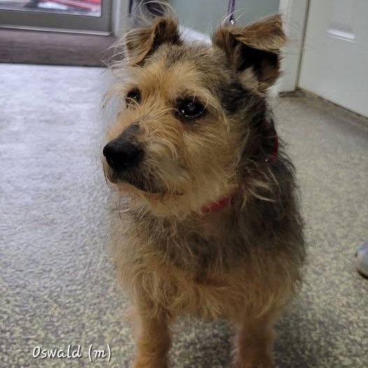 Enlarge Oswald, an adopted mixed breed in Mazon, IL image 1/1