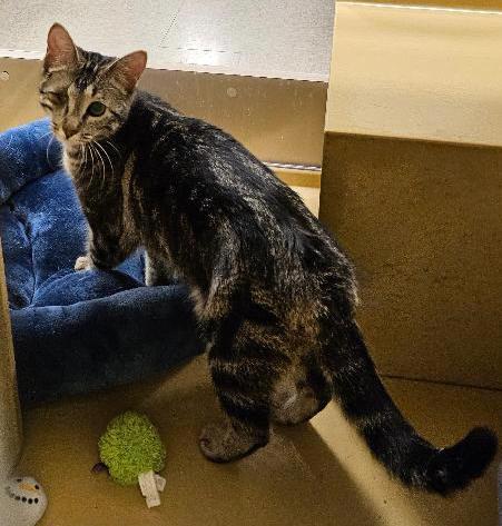 Enlarge Harlequin, a ADOPTABLE Tabby in Tulsa, OK image 3/3