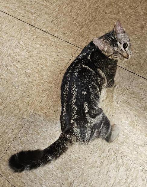 Enlarge Harlequin, a ADOPTABLE Tabby in Tulsa, OK image 1/3