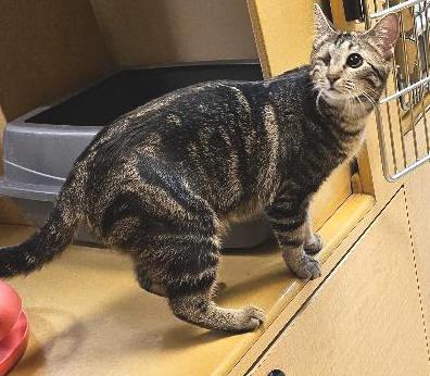 Enlarge Harlequin, a ADOPTABLE Tabby in Tulsa, OK image 2/3