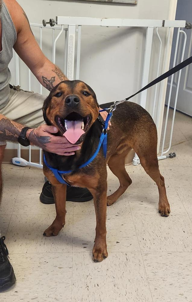 QUINN, Adoptable, Adult Male Rottweiler & Mixed Breed.