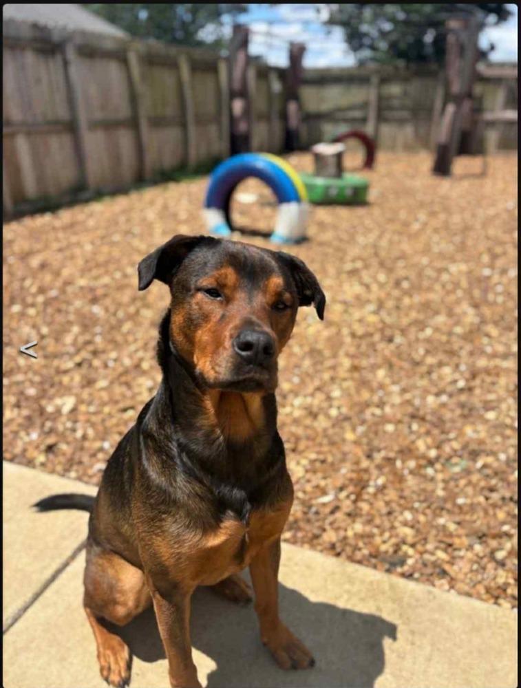 QUINN, a Adoptable mixed breed in Lexington, TN image 2/2