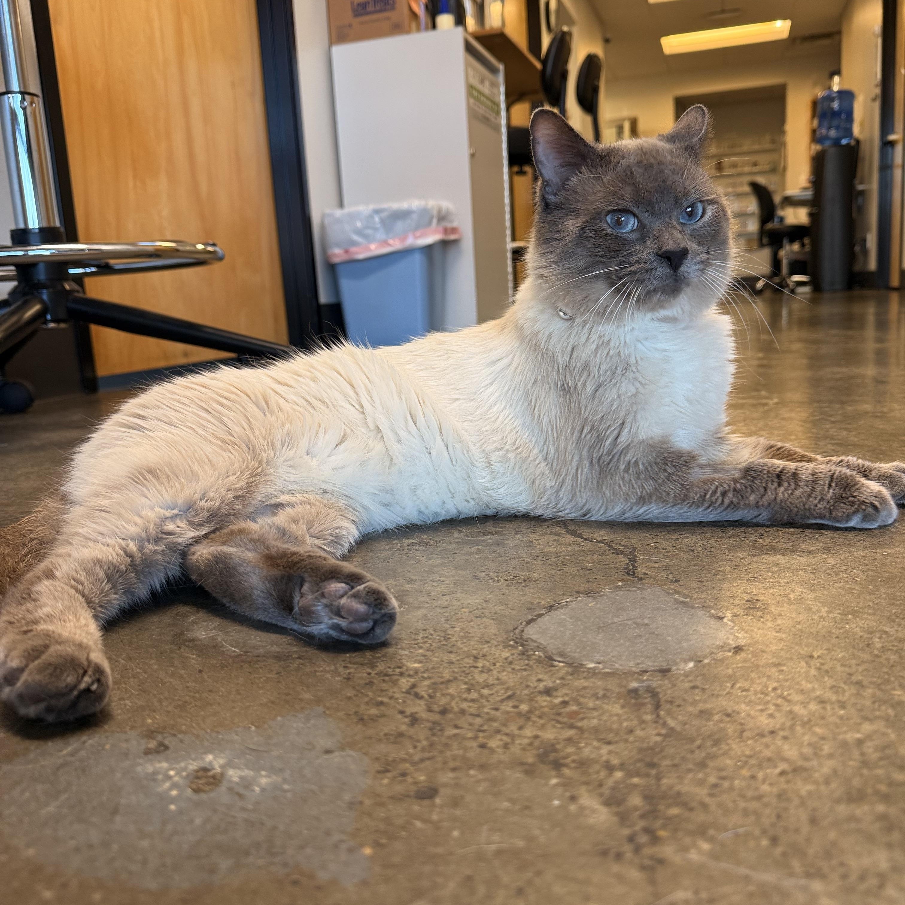 Enlarge Egg Sandwich, an adopted Siamese in Portland, OR image 3/4
