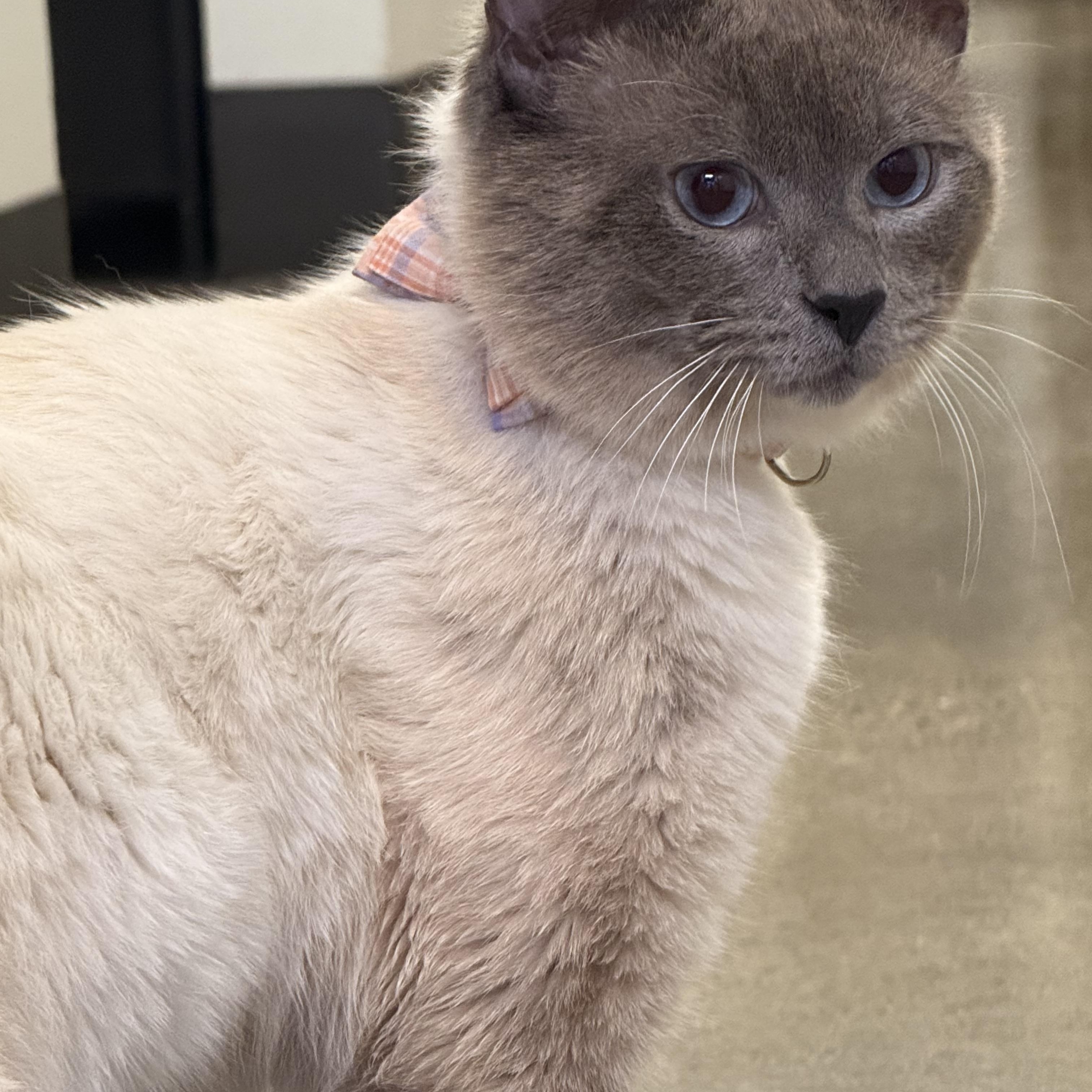 Enlarge Egg Sandwich, an adopted Siamese in Portland, OR image 2/4