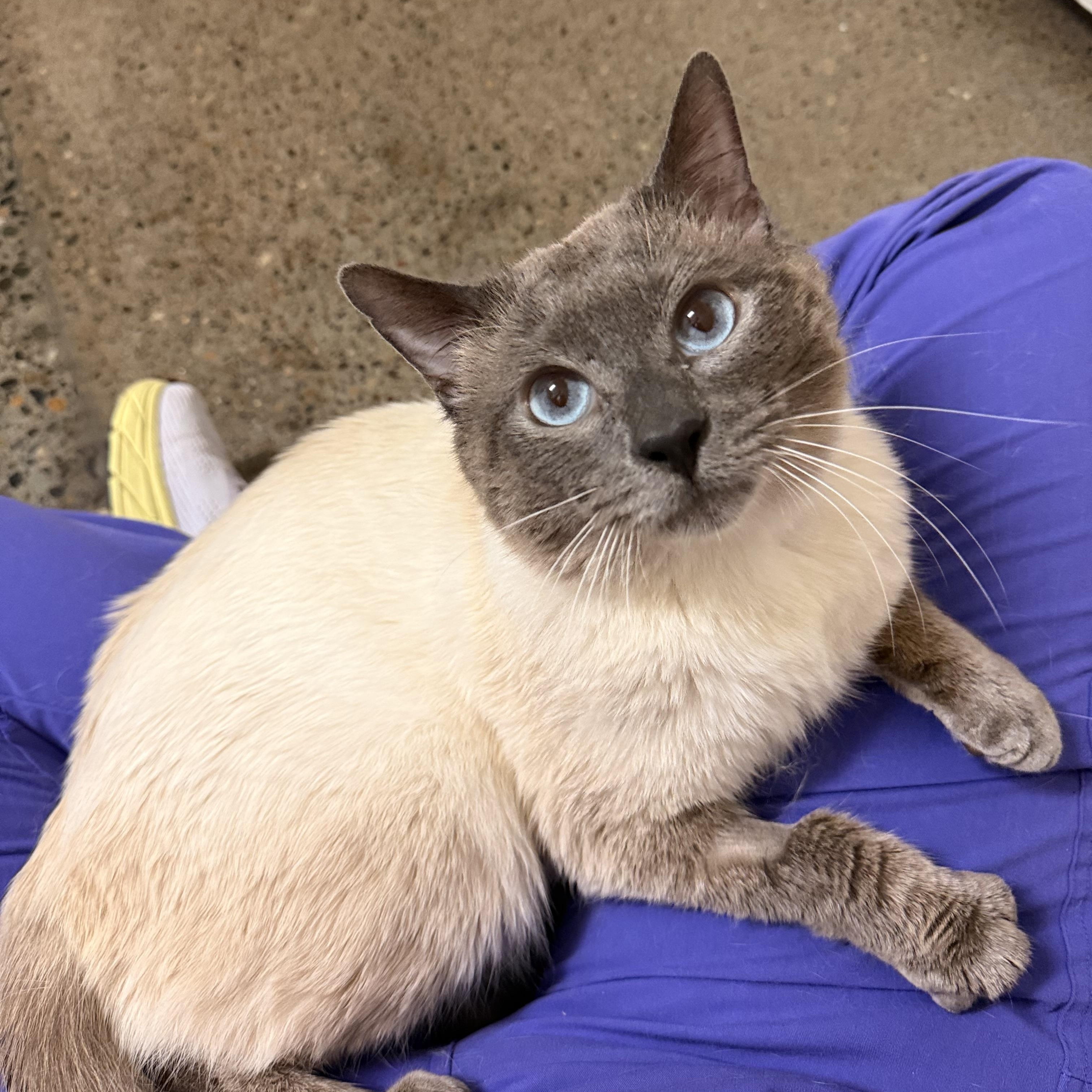 Enlarge Egg Sandwich, an adopted Siamese in Portland, OR image 1/4