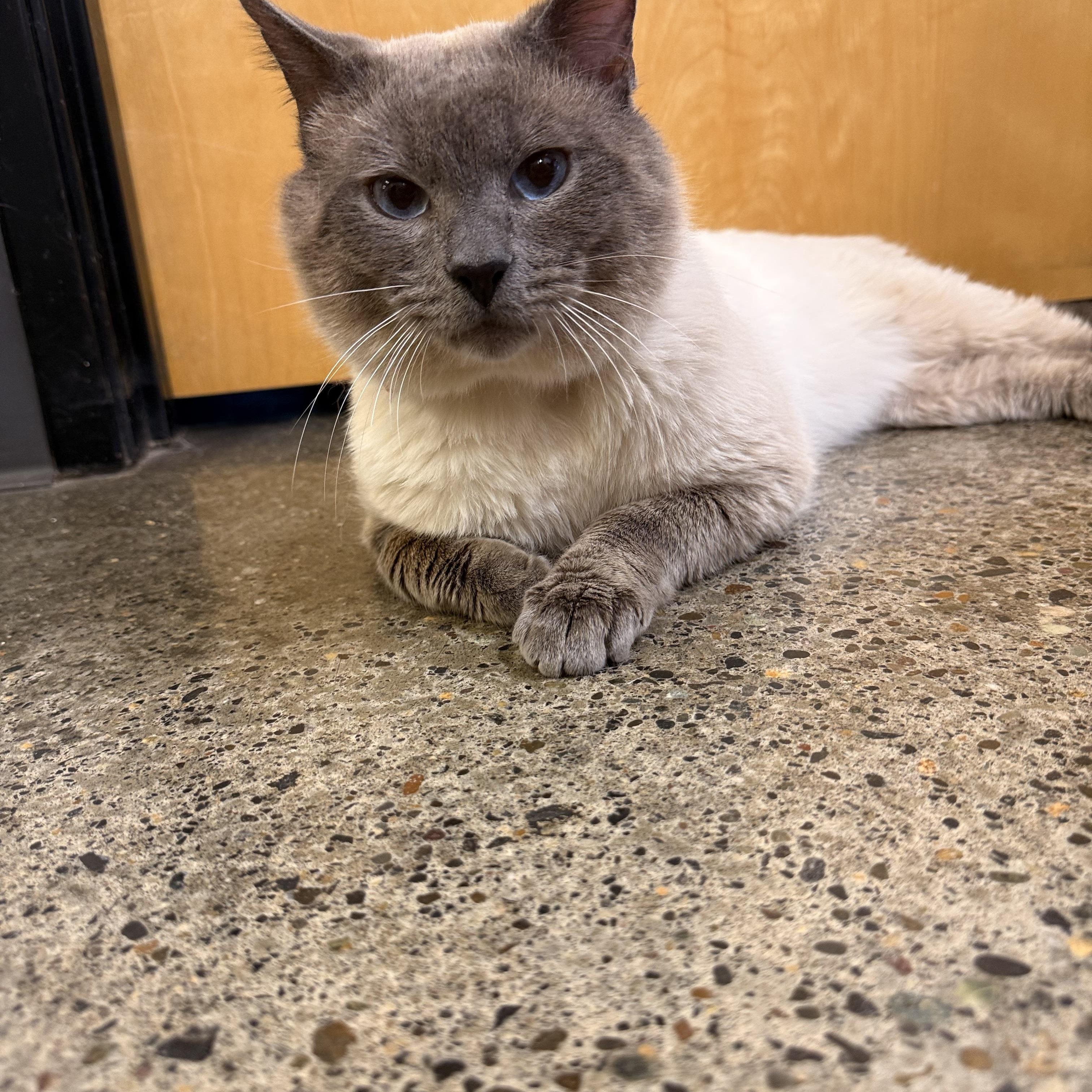 Enlarge Egg Sandwich, an adopted Siamese in Portland, OR image 4/4