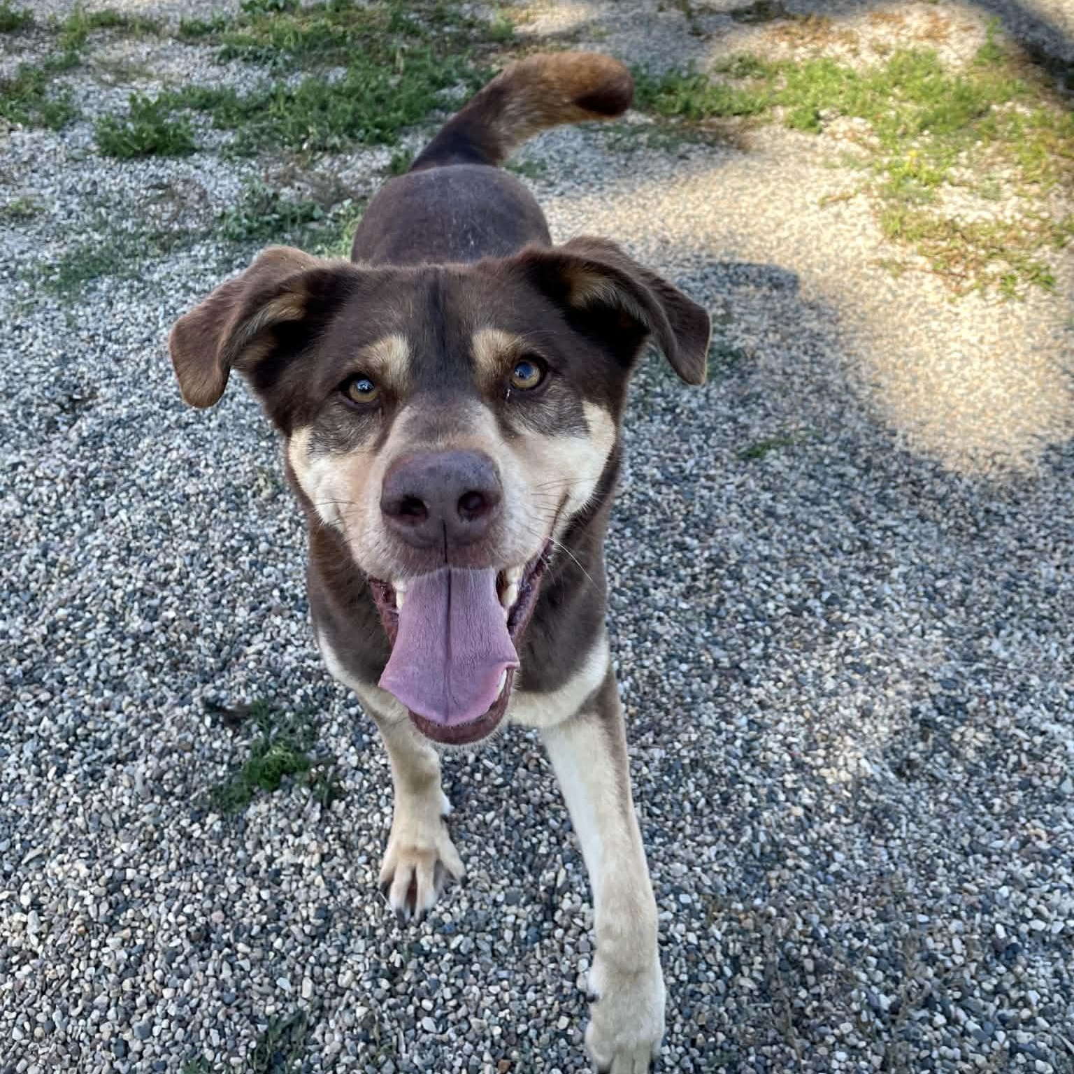 Enlarge Atlas, a ADOPTABLE mixed breed in Hutchinson, MN image 5/5