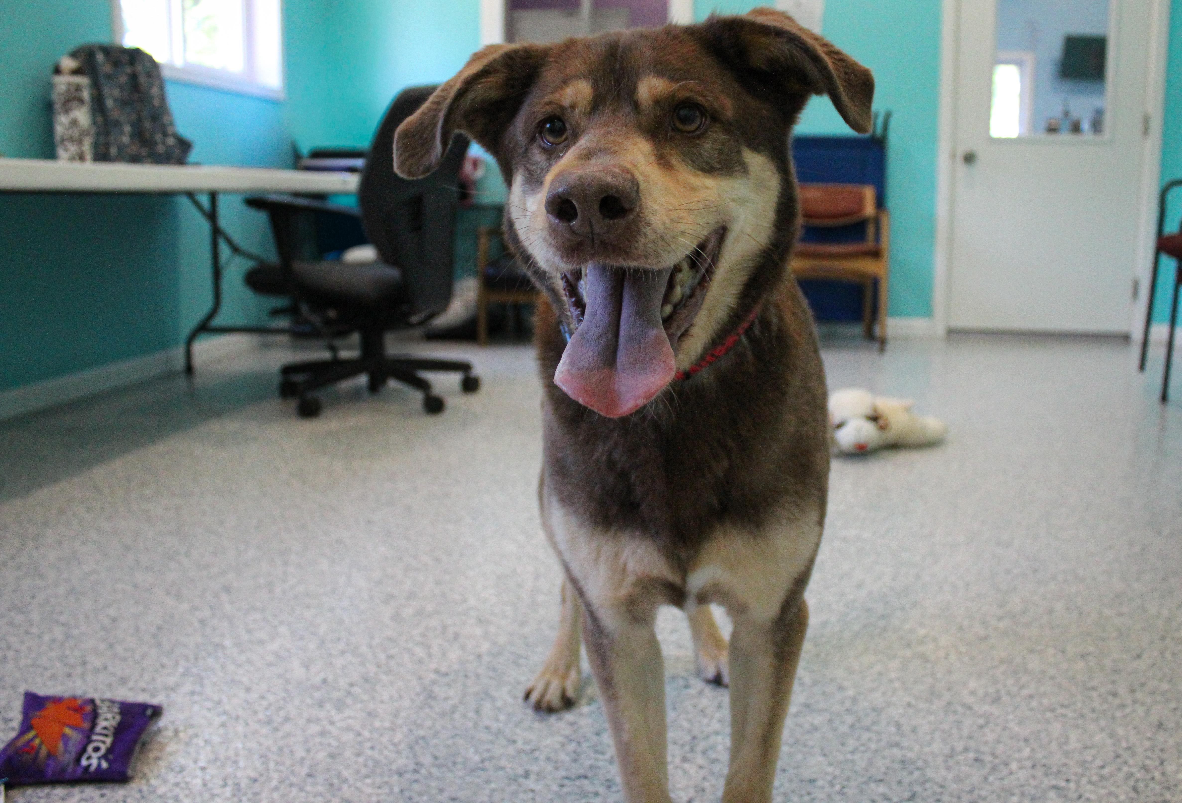 Atlas, a ADOPTABLE mixed breed in Hutchinson, MN image 3/3