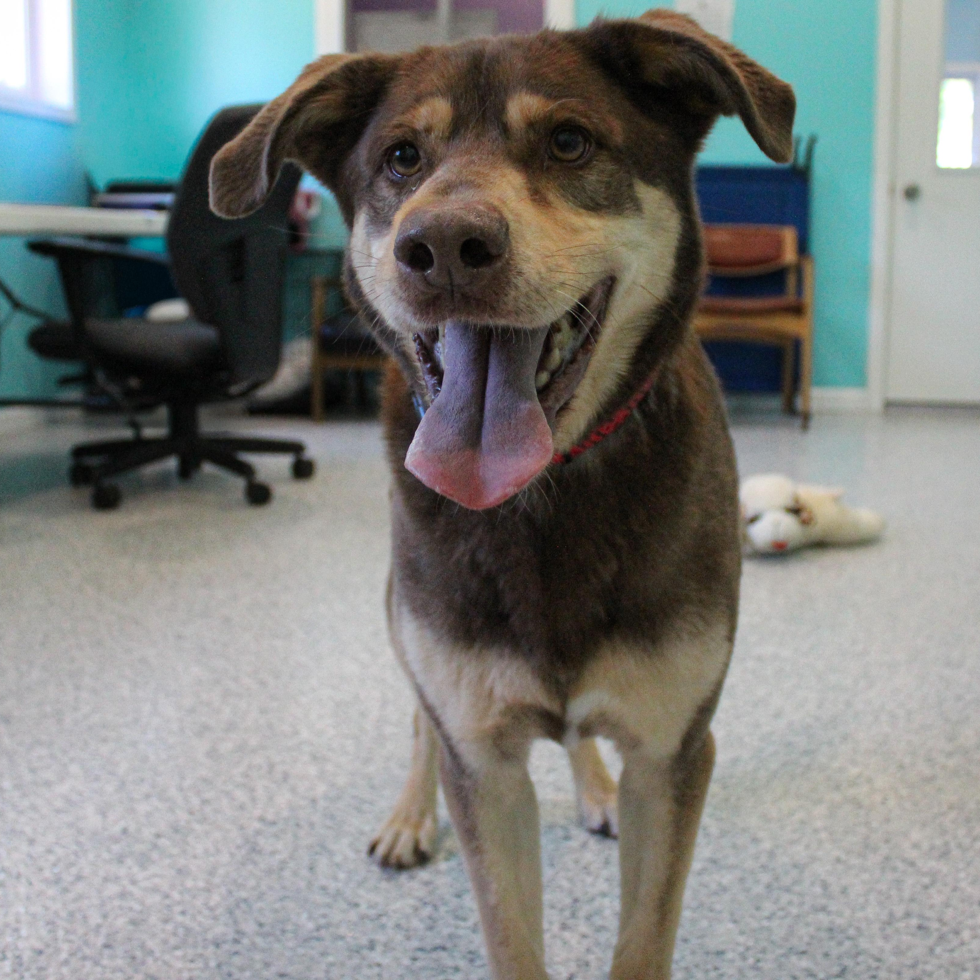 Enlarge Atlas, a ADOPTABLE mixed breed in Hutchinson, MN image 4/5