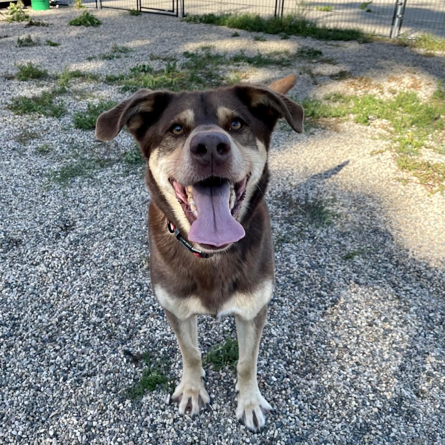Enlarge Atlas, a ADOPTABLE mixed breed in Hutchinson, MN image 1/5