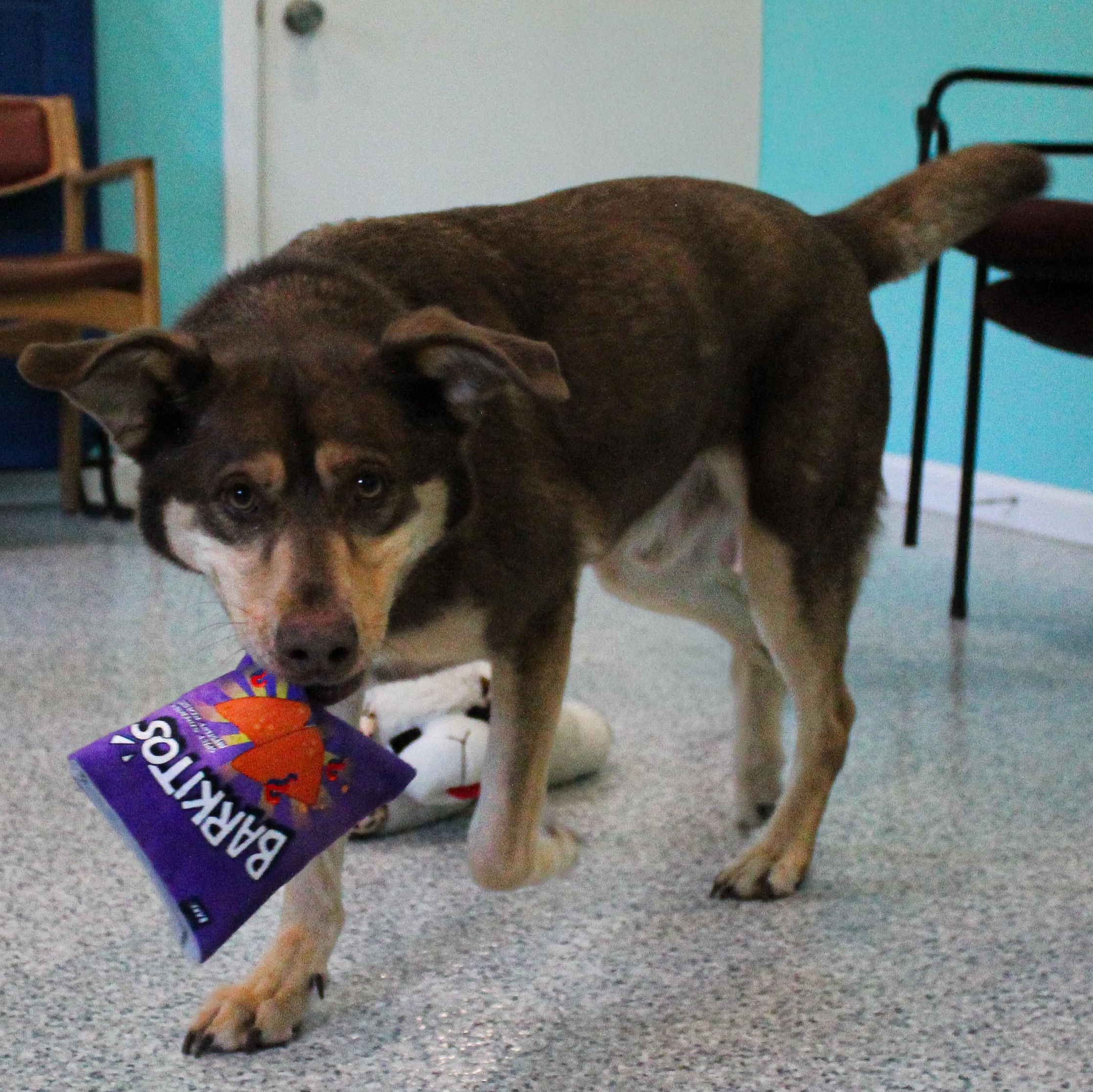 Enlarge Atlas, a ADOPTABLE mixed breed in Hutchinson, MN image 3/5