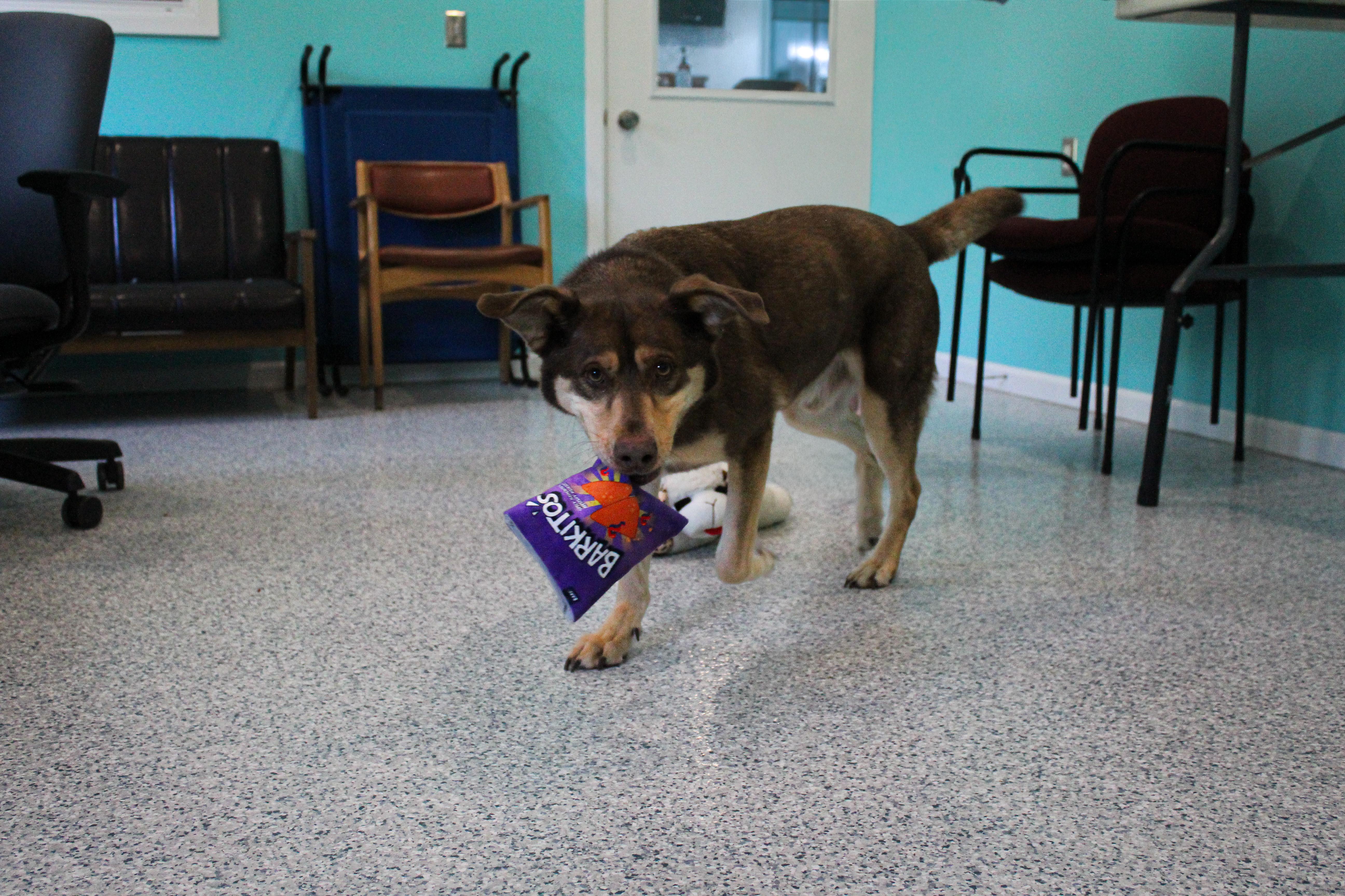 Atlas, a ADOPTABLE mixed breed in Hutchinson, MN image 2/3