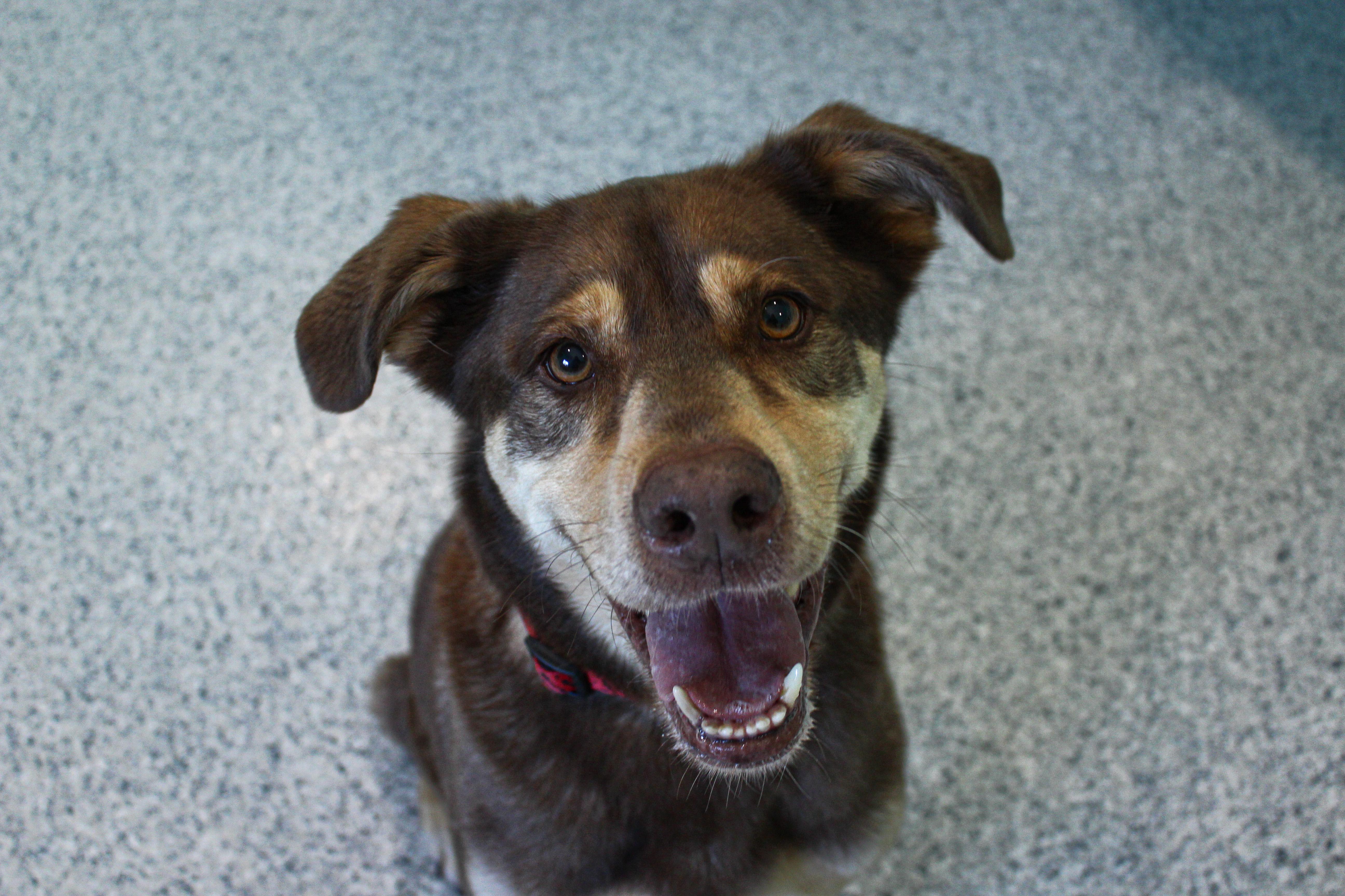 Atlas, a ADOPTABLE mixed breed in Hutchinson, MN image 1/3