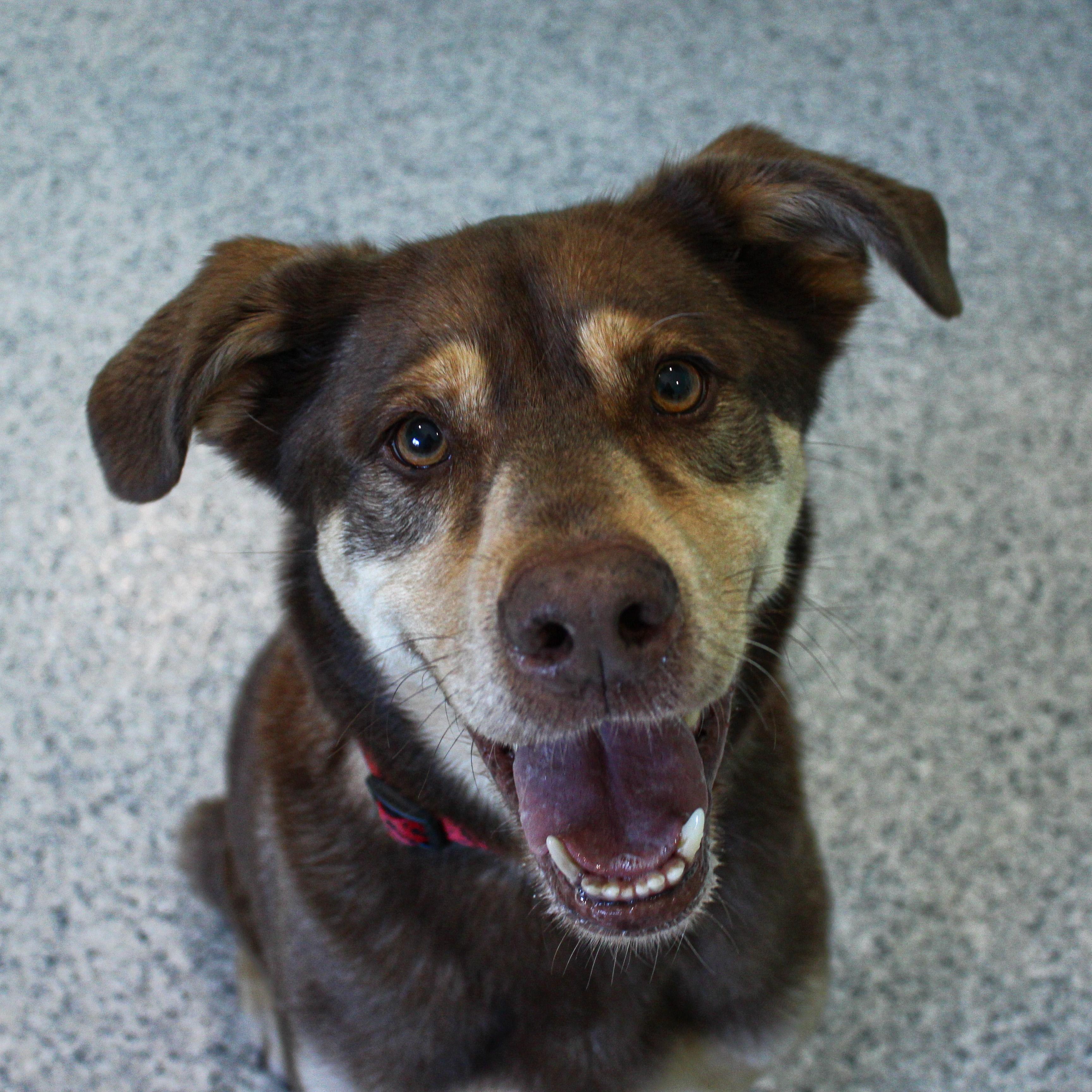 Enlarge Atlas, a ADOPTABLE mixed breed in Hutchinson, MN image 2/5