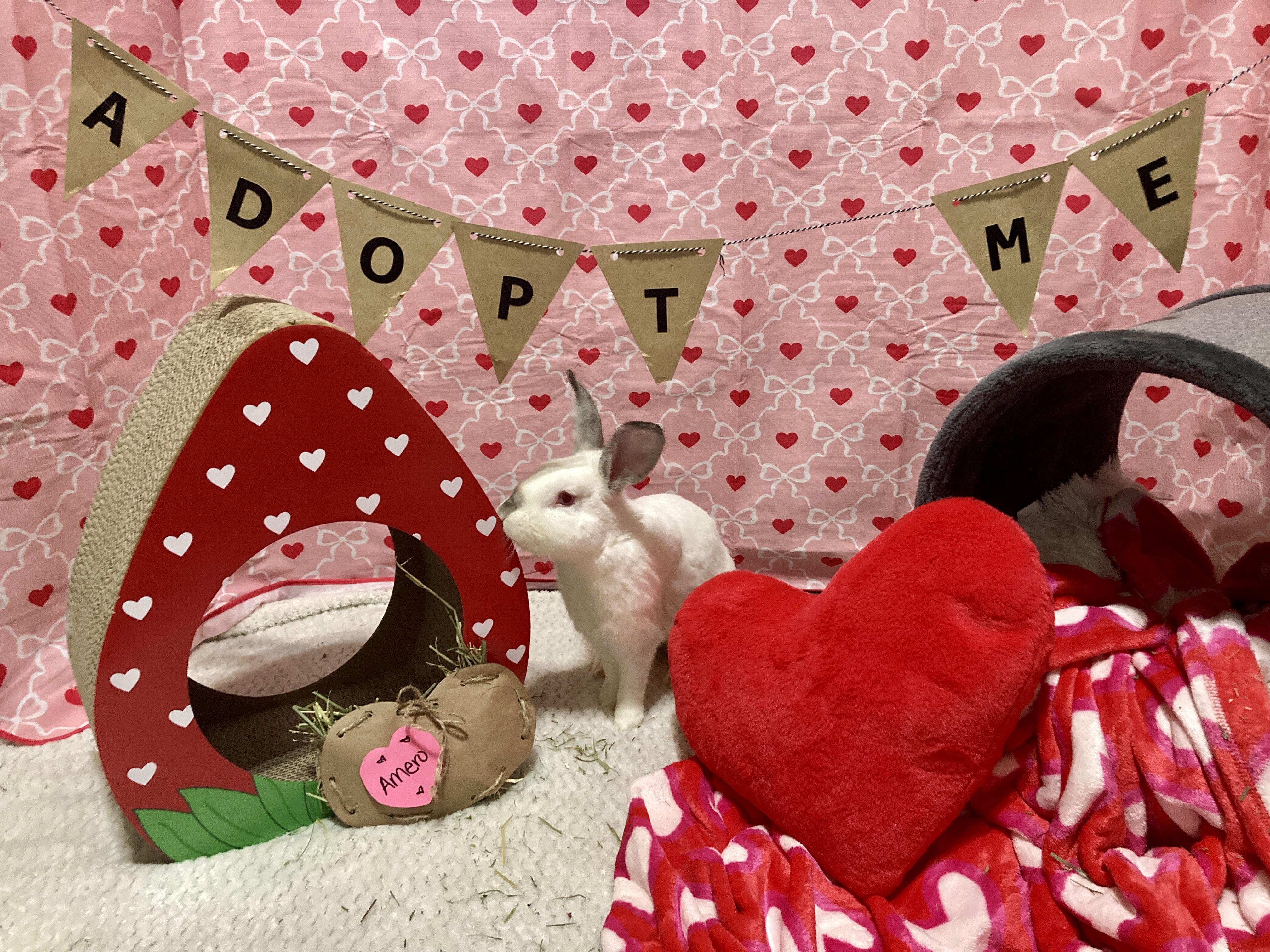 Enlarge Amero, a ADOPTABLE Californian in Little Rock, AR image 2/6