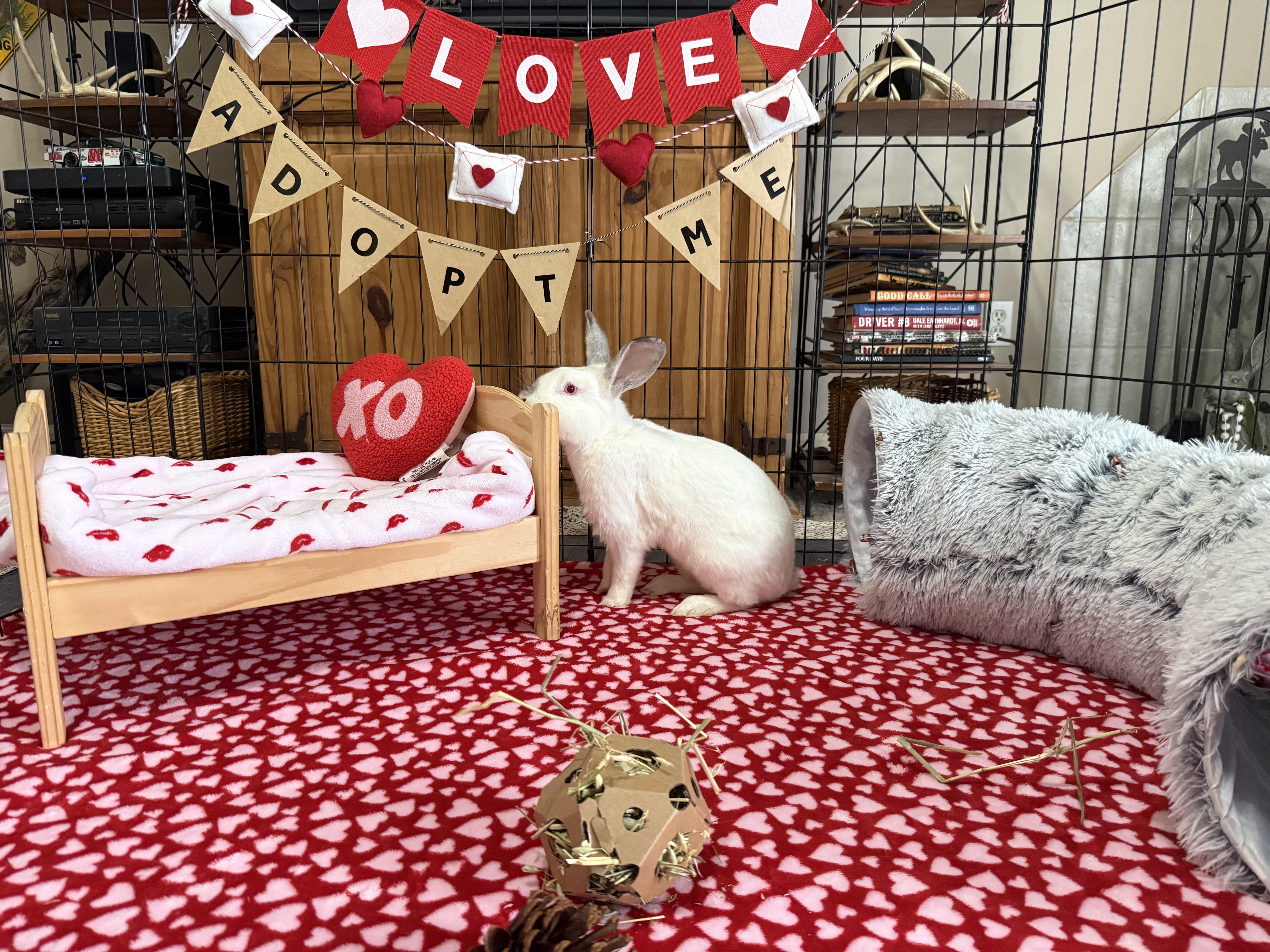 Enlarge Amero, a ADOPTABLE Californian in Little Rock, AR image 5/6