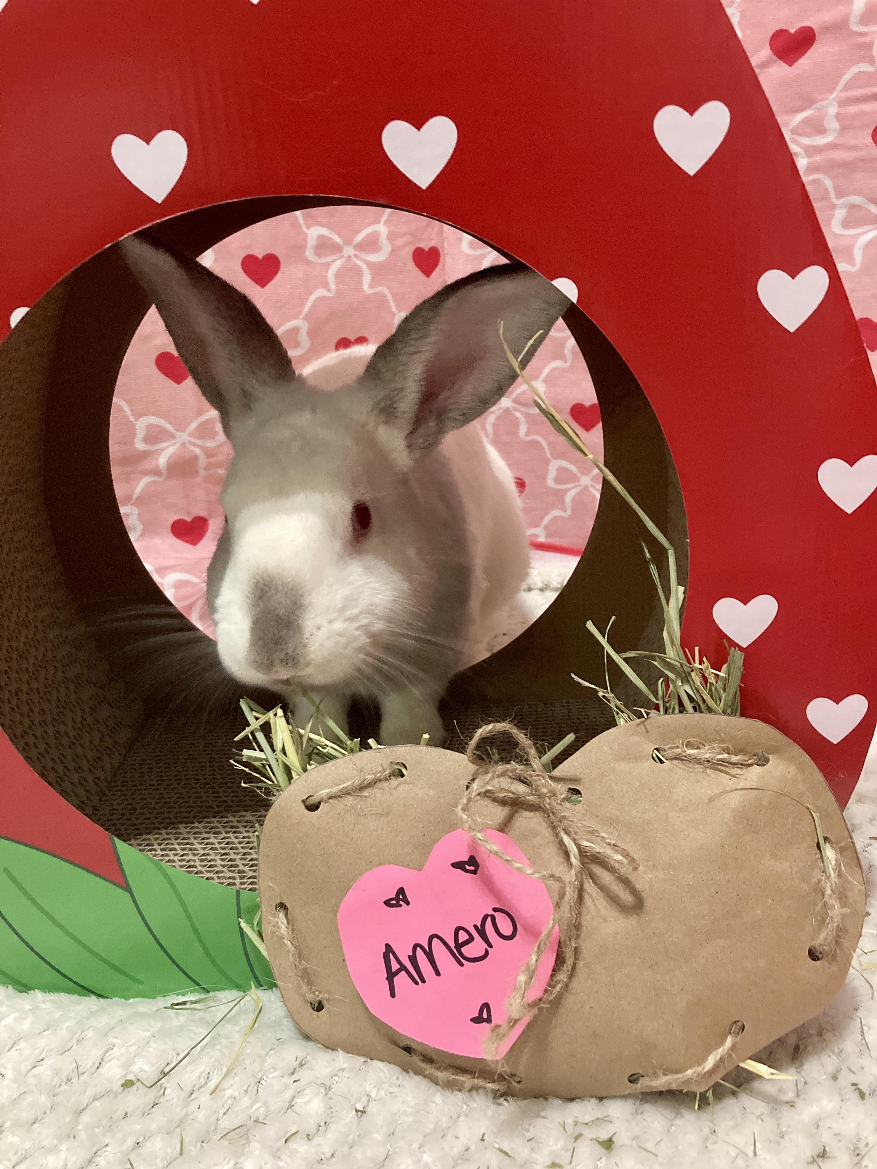 Amero, ADOPTABLE, Young Male Californian.