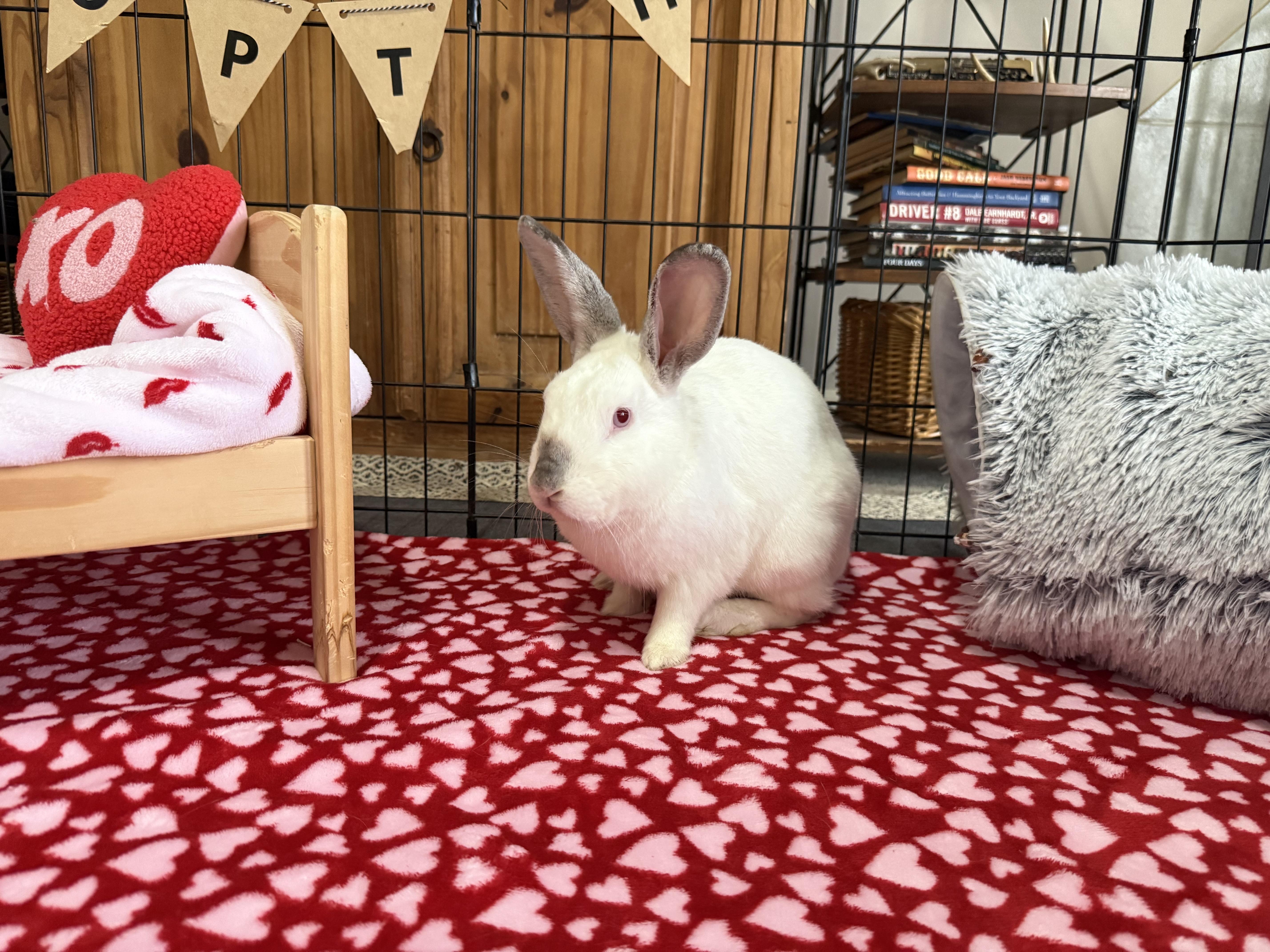 Enlarge Amero, a ADOPTABLE Californian in Little Rock, AR image 4/6