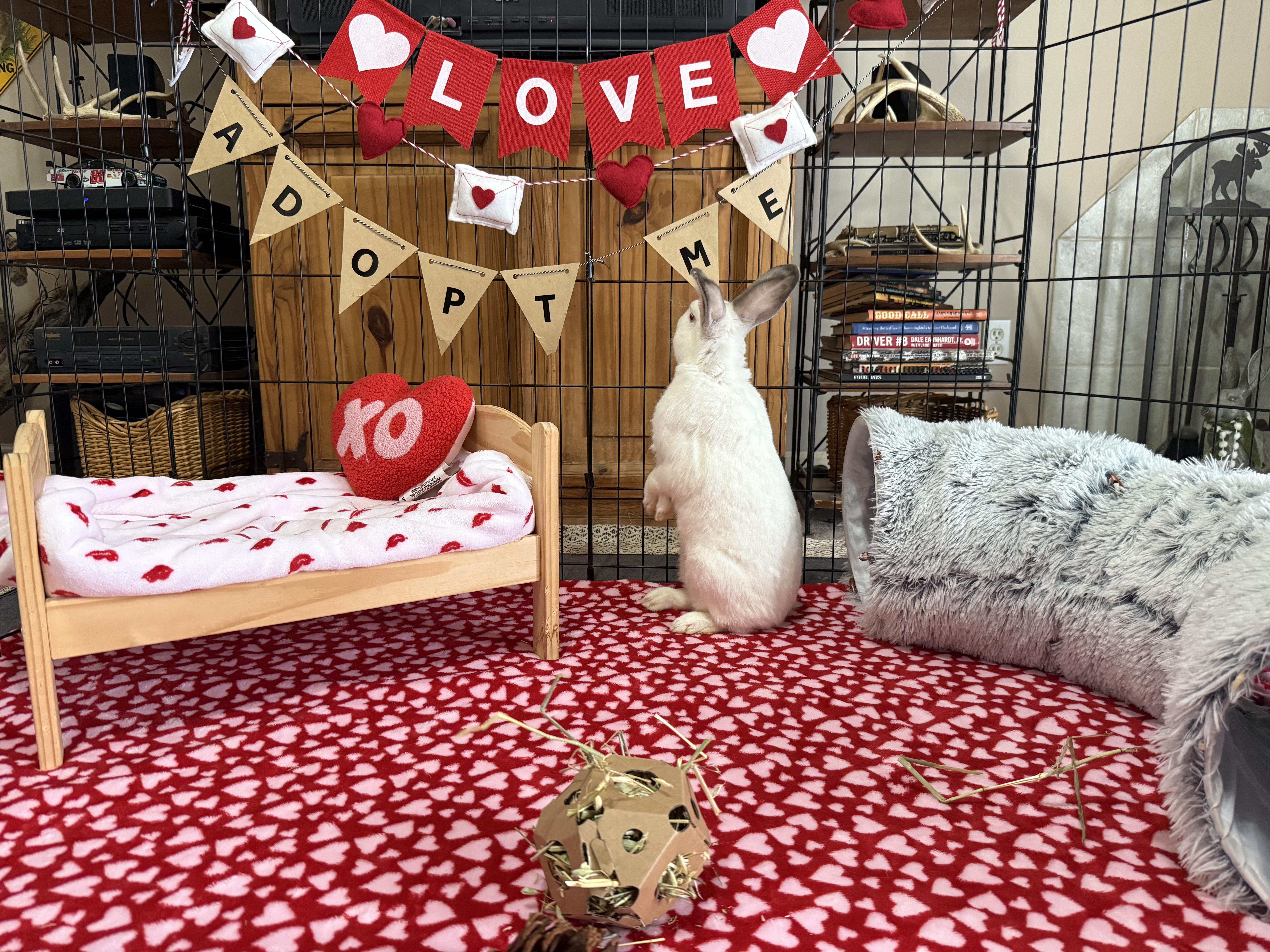 Enlarge Amero, a ADOPTABLE Californian in Little Rock, AR image 3/6