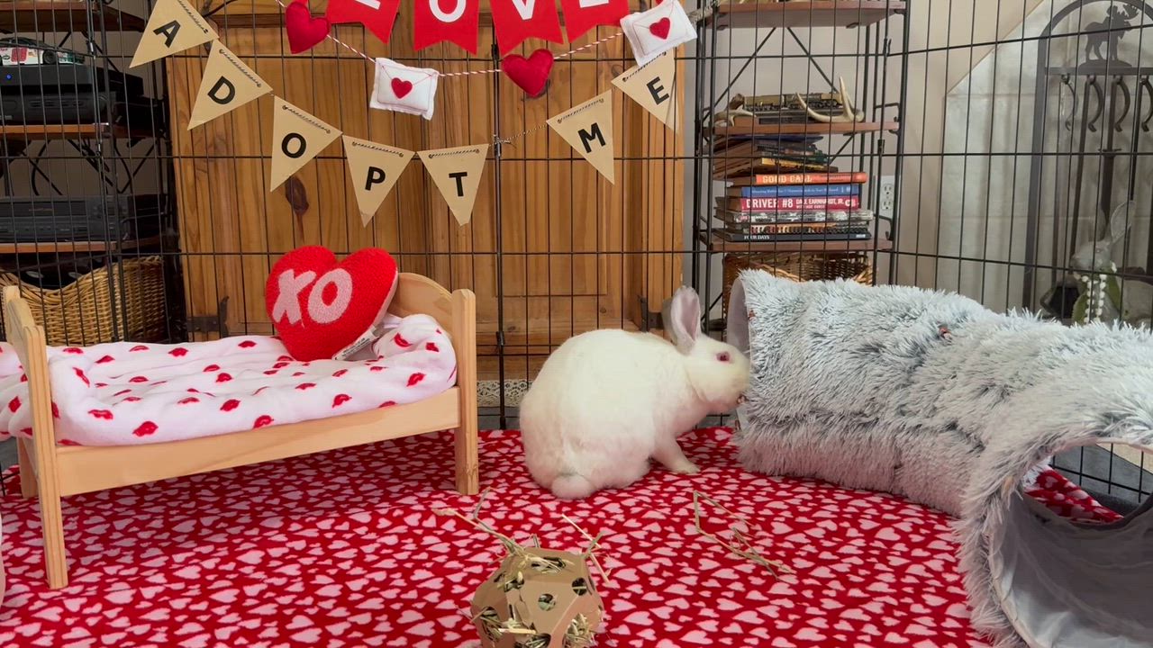 Enlarge Amero, a ADOPTABLE Californian in Little Rock, AR video 6/6