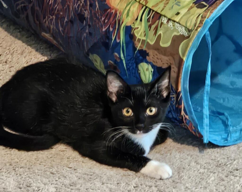 Dottie, a Adoptable Domestic Medium Hair in Terrell, TX image 1/5