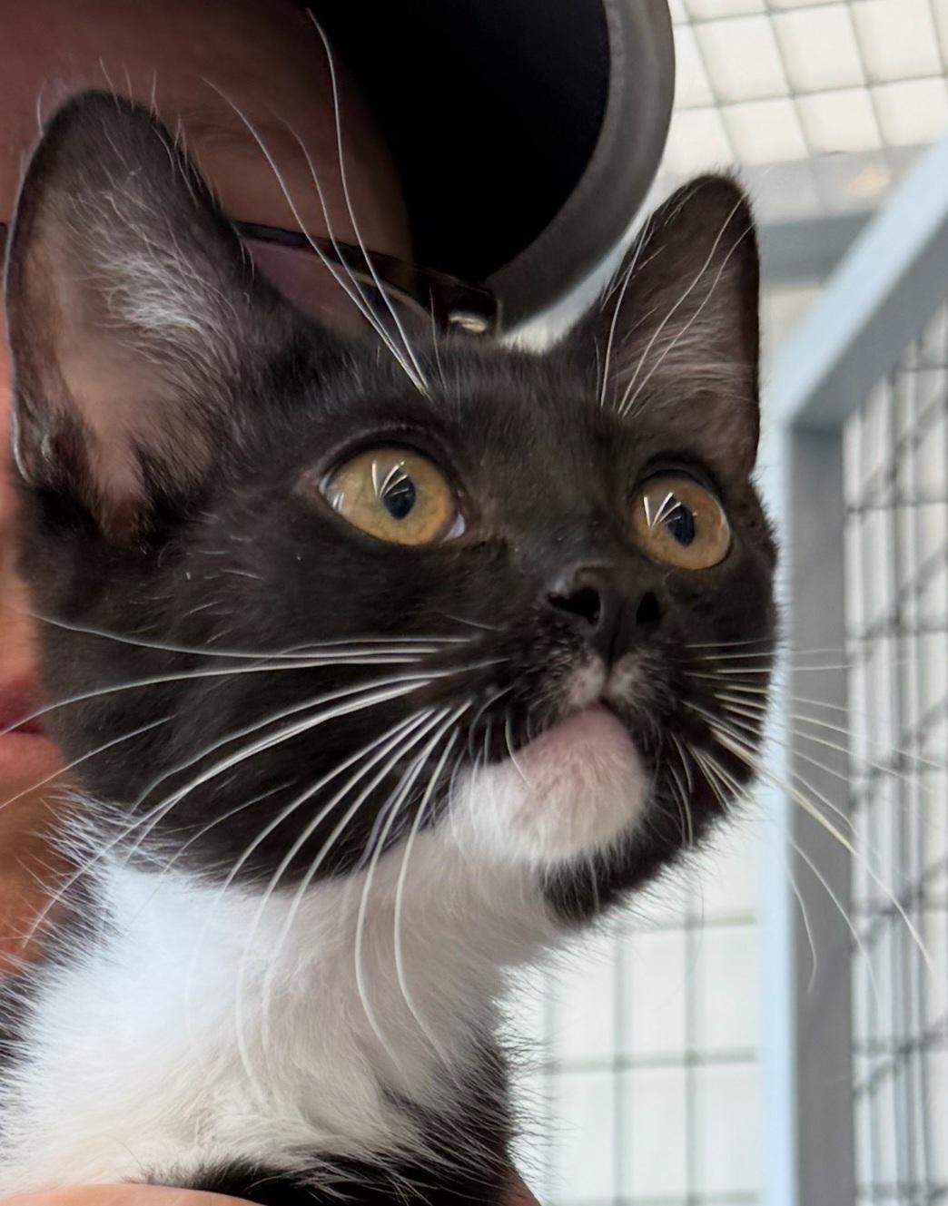 Dottie, a Adoptable Domestic Medium Hair in Terrell, TX image 2/5