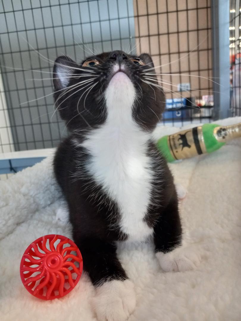 Dottie, a Adoptable Domestic Medium Hair in Terrell, TX image 3/5