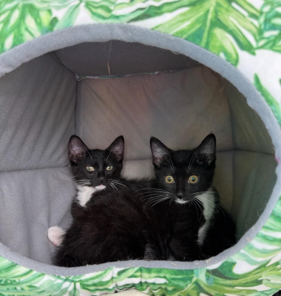 Dottie, a Adoptable Domestic Medium Hair in Terrell, TX image 5/5