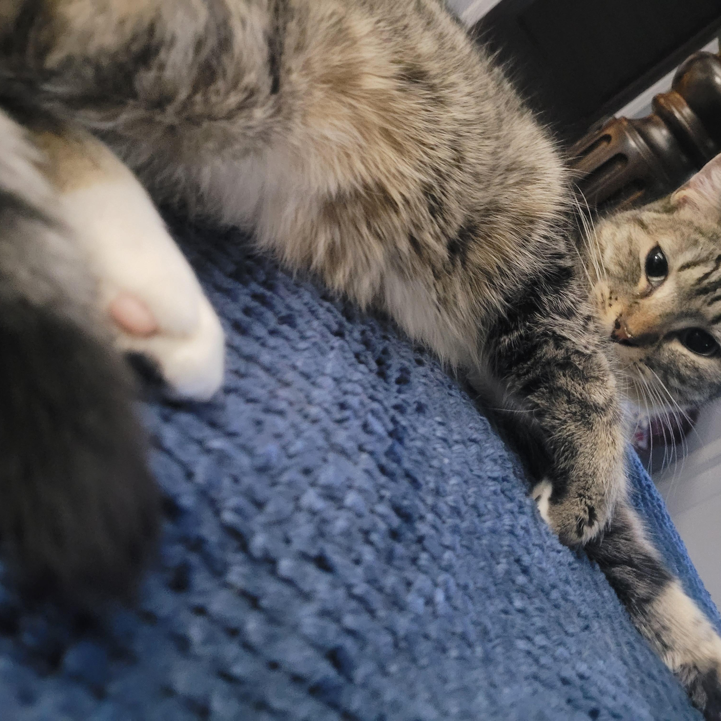Darcie (f) 2yrs old tabby /white, an adopted Domestic Short Hair in Ottawa, ON image 4/5