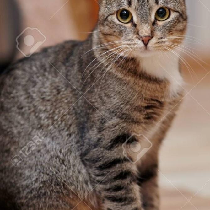 Darcie (f) 2yrs old tabby /white, an adopted Domestic Short Hair in Ottawa, ON image 3/5