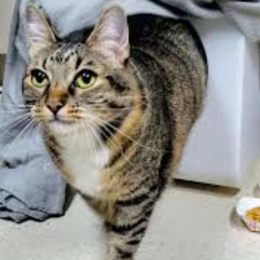 Darcie (f) 2yrs old tabby /white, an adopted Domestic Short Hair in Ottawa, ON image 2/5