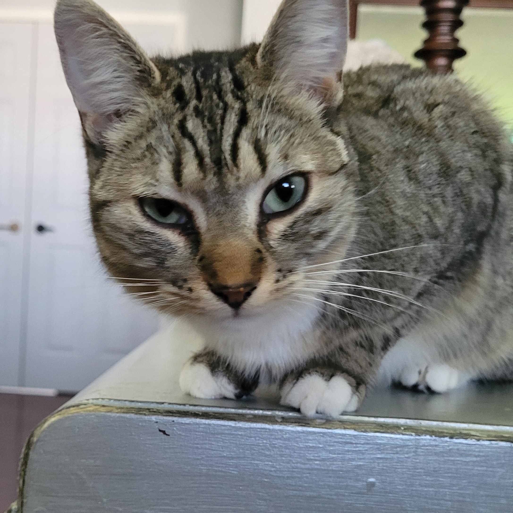 Darcie (f) 2yrs old tabby /white, an adopted Domestic Short Hair in Ottawa, ON image 5/5
