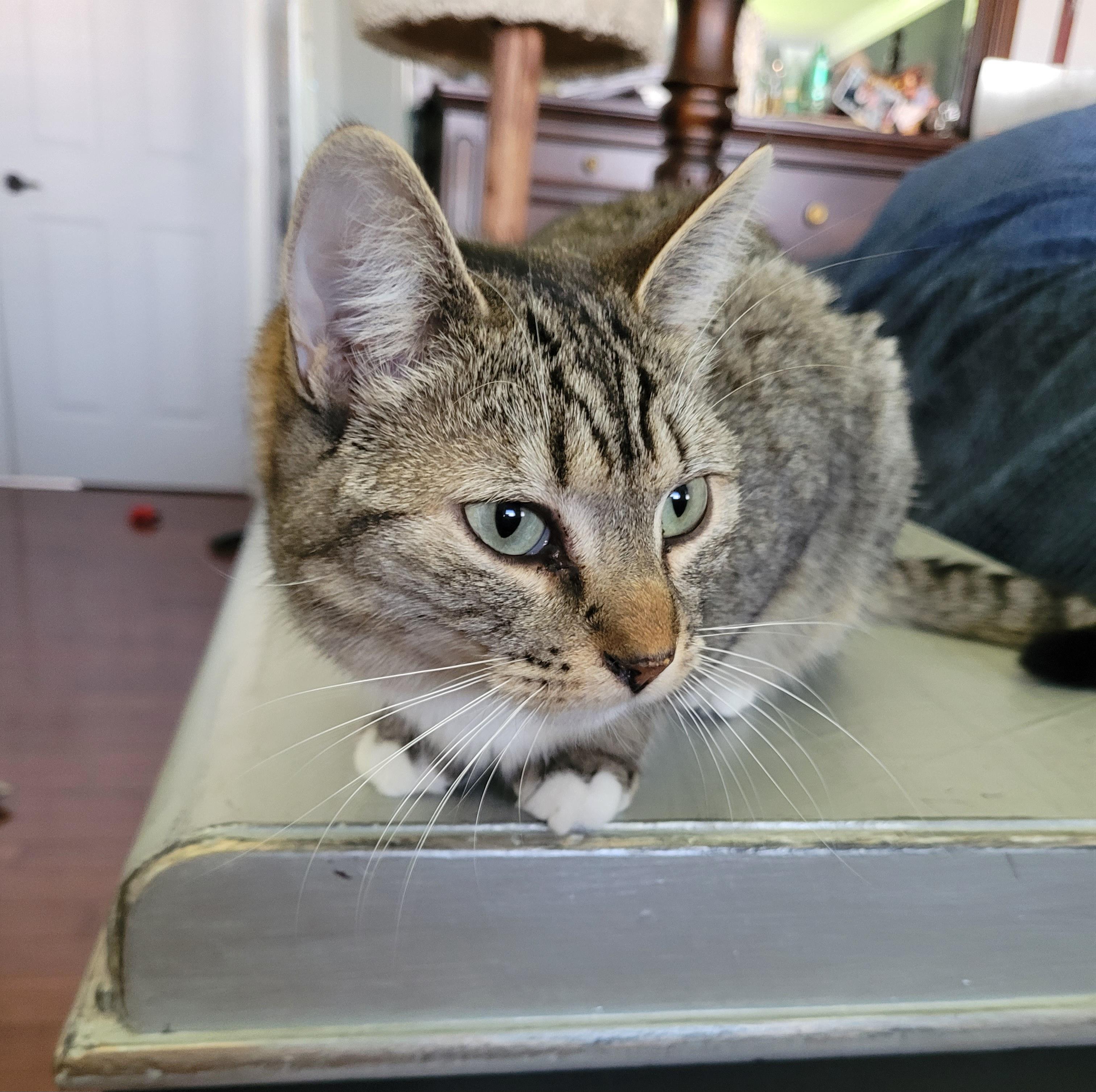 Darcie (f) 2yrs old tabby /white, adopted, Adult Female Domestic Short Hair.