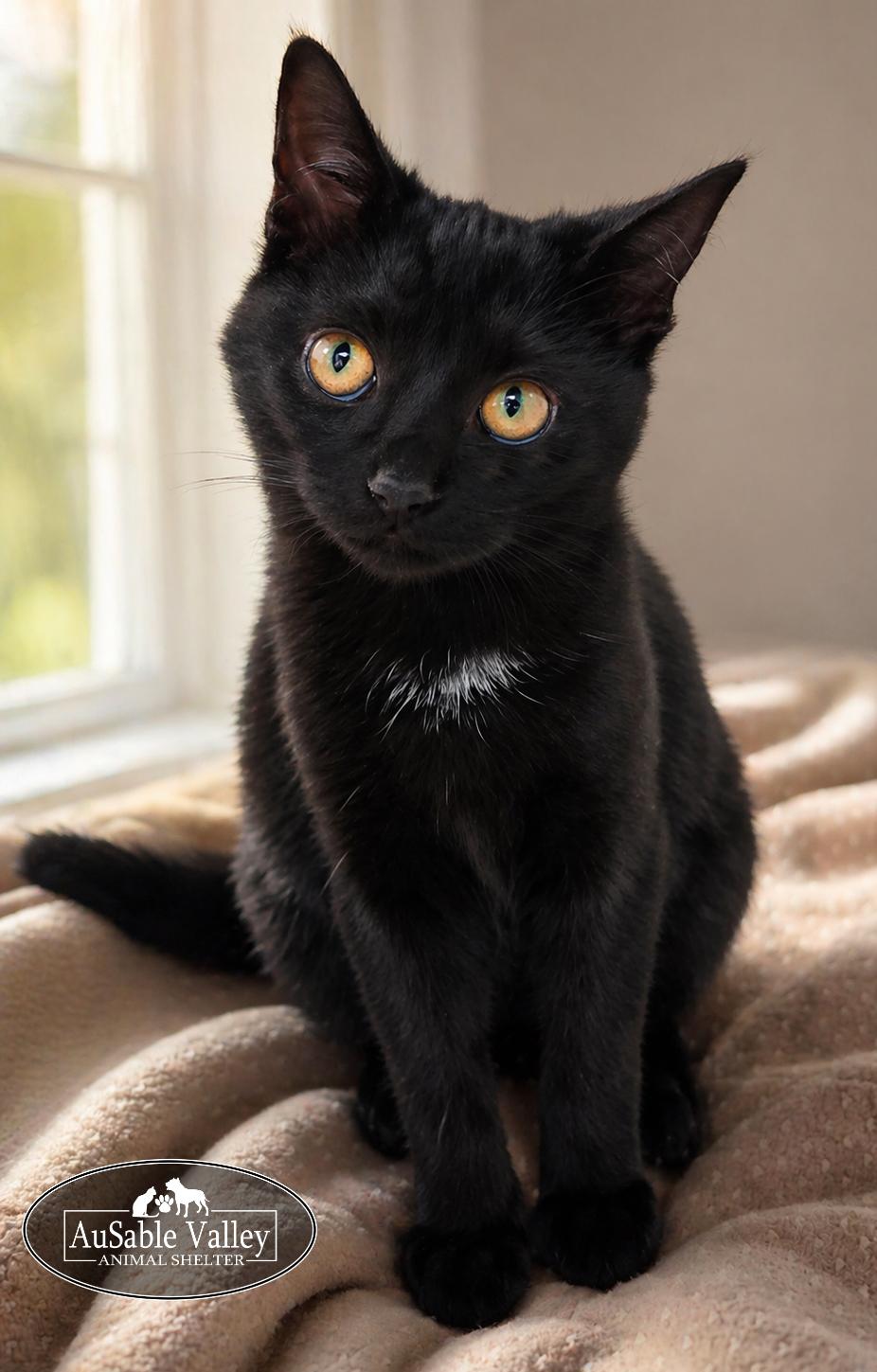 Enlarge Professor Hooch, a ADOPTABLE Domestic Short Hair in Grayling, MI image 2/2