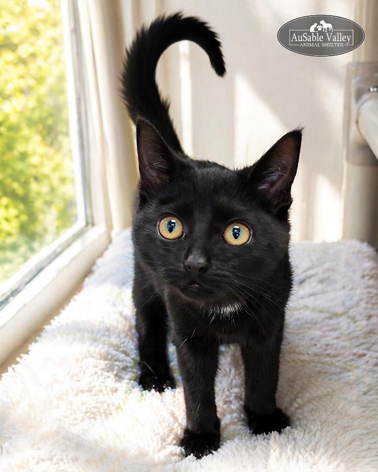 Enlarge Professor Hooch, a ADOPTABLE Domestic Short Hair in Grayling, MI image 1/2